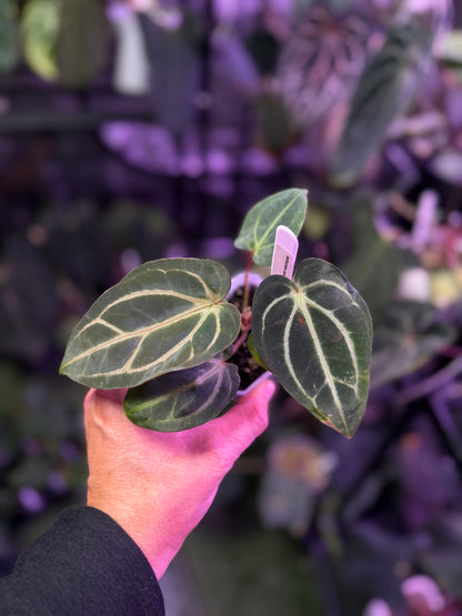 Anthurium carlablackiae RA4 x PM1