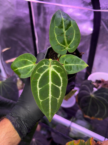 Anthurium (BVEP x Black Widow Michelle) x Black Widow Michelle