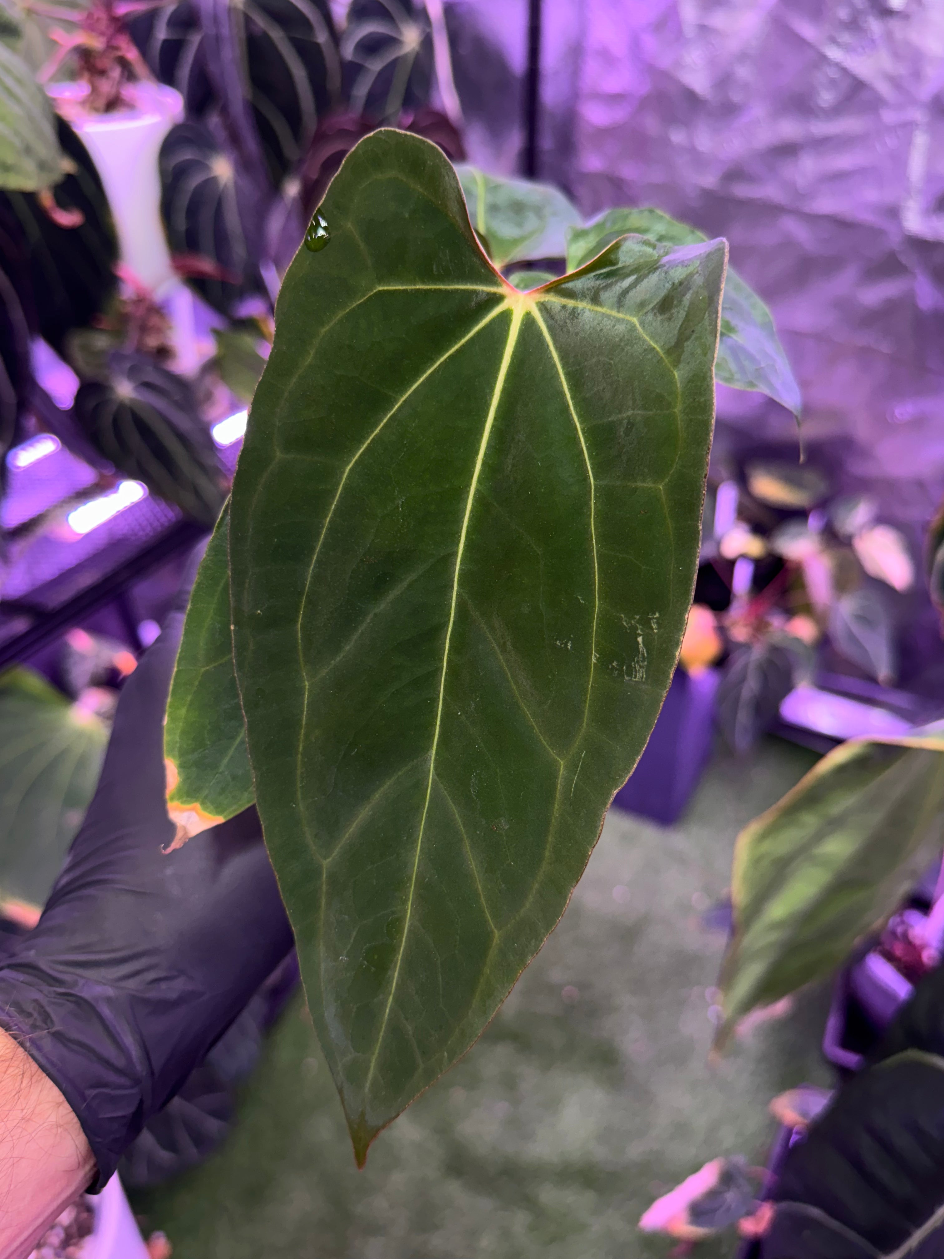 Anthurium carlablackiae (Buz1 x RA8)x Ralph Lynam clone - CaRL 2.0