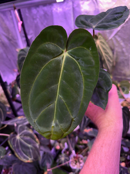 Anthurium papillilaminum RA6 x carlablackiae RA6x5 I