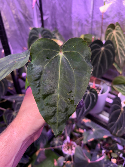 Anthurium carlablackiae 'District' X sp. nov. DF