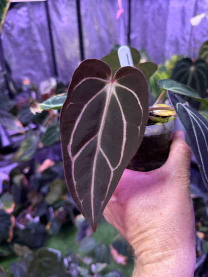 Anthurium carlabalckie RA8 x self