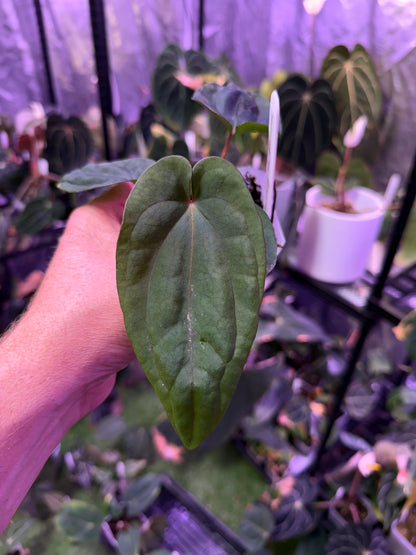 Anthurium dressleri ‘Windy’ x BVEP/antolakii ‘Round x Felix’ B