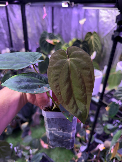 Anthurium dressleri ‘Windy’ x BVEP/antolakii ‘Round x Felix’ A