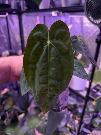 Anthurium papillilaminum RA5 clone