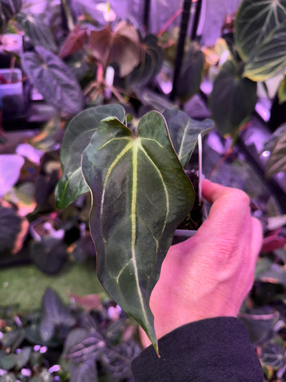 Anthurium carlablackie 'Round xGPH001' X Black widow x Michelle C
