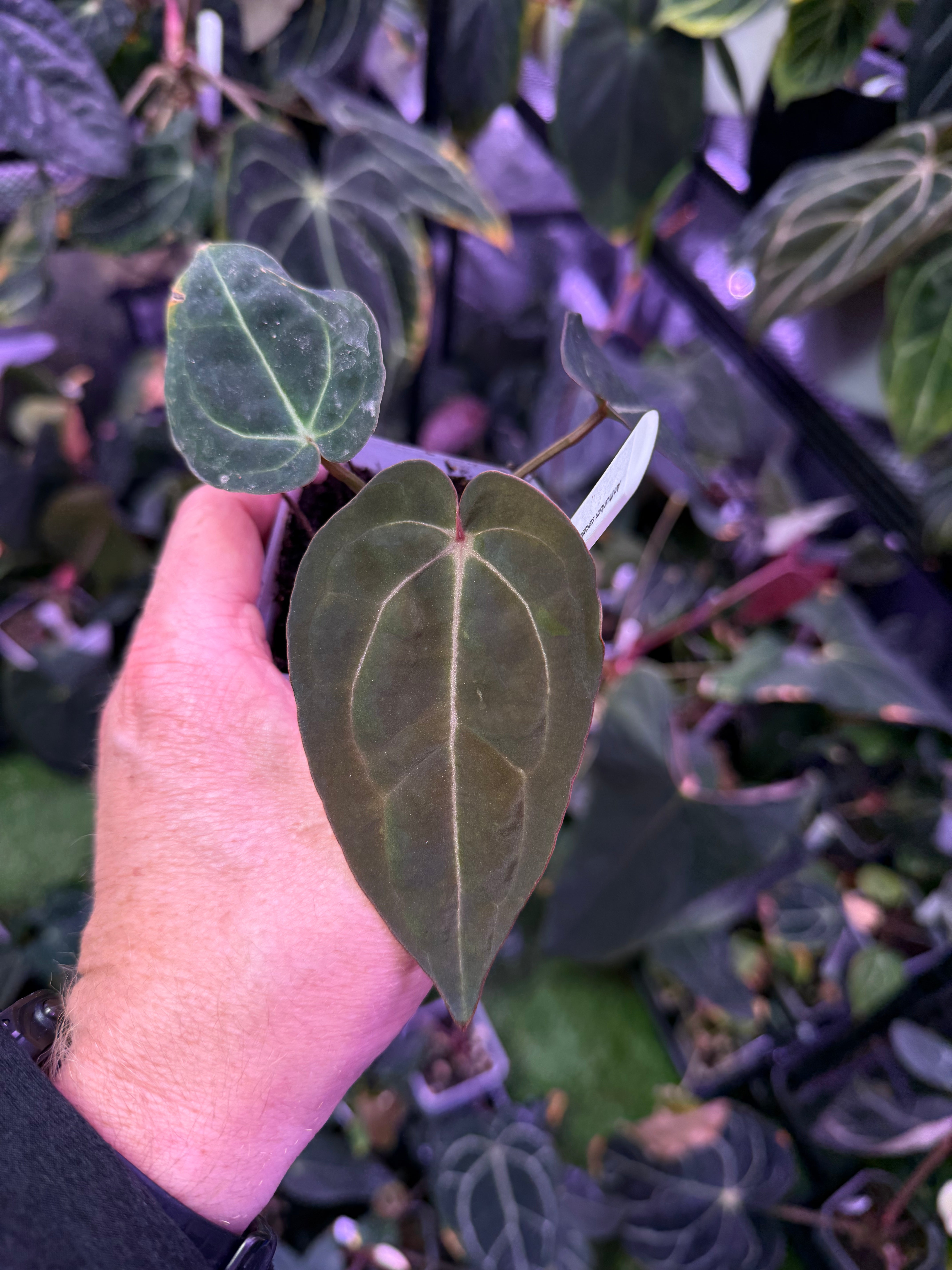 Anthurium carlablackie 'Round xGPH001' X Black widow x Michelle B