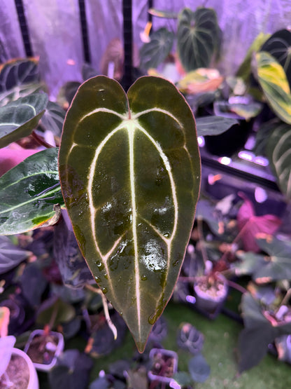 Anthurium carlablackiae Buz 1 X RA5x10 A