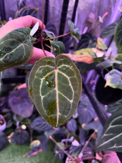 Anthurium Black Widow x Michelle x Self 2