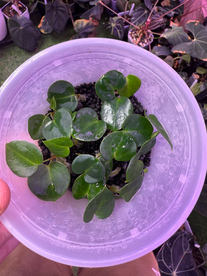 Anthurium ‘Stripey’ X carlablackiae ‘RA6’