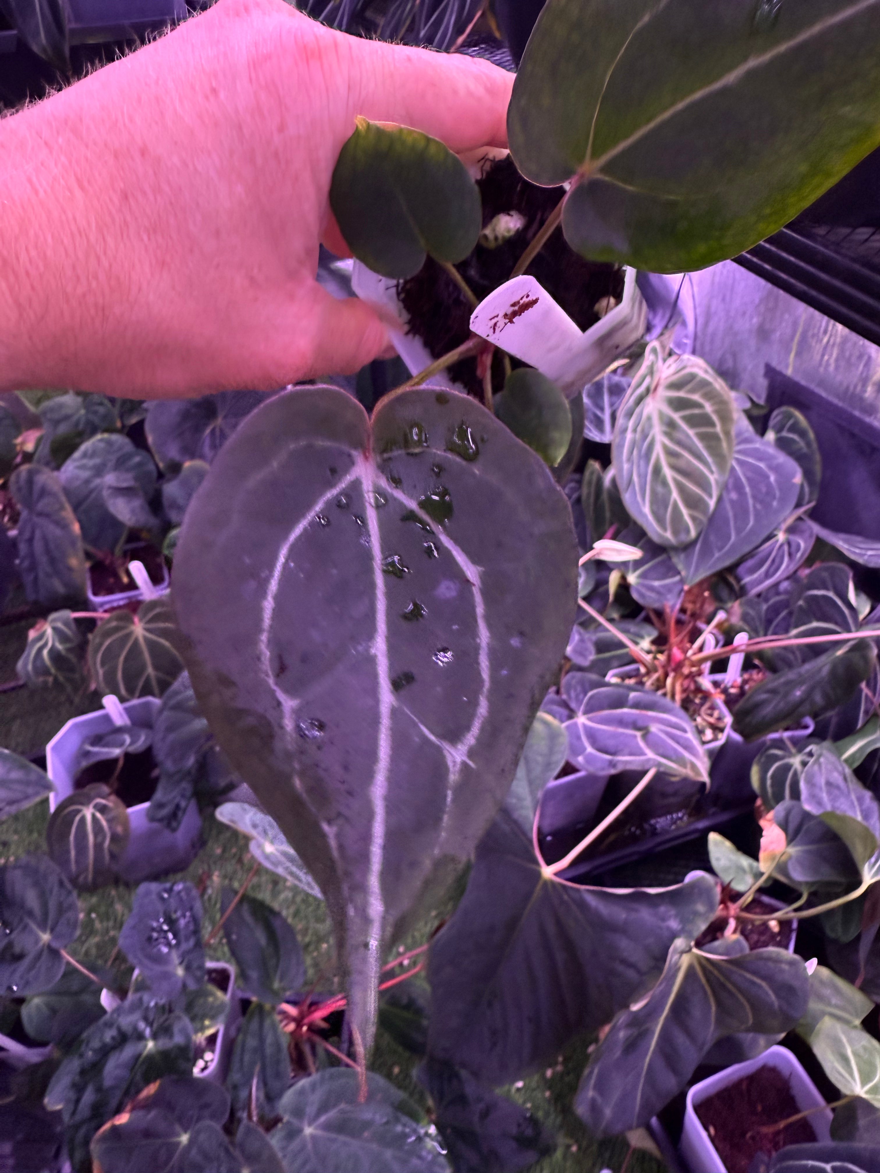 Anthurium Black Widow x Michelle x Self - $