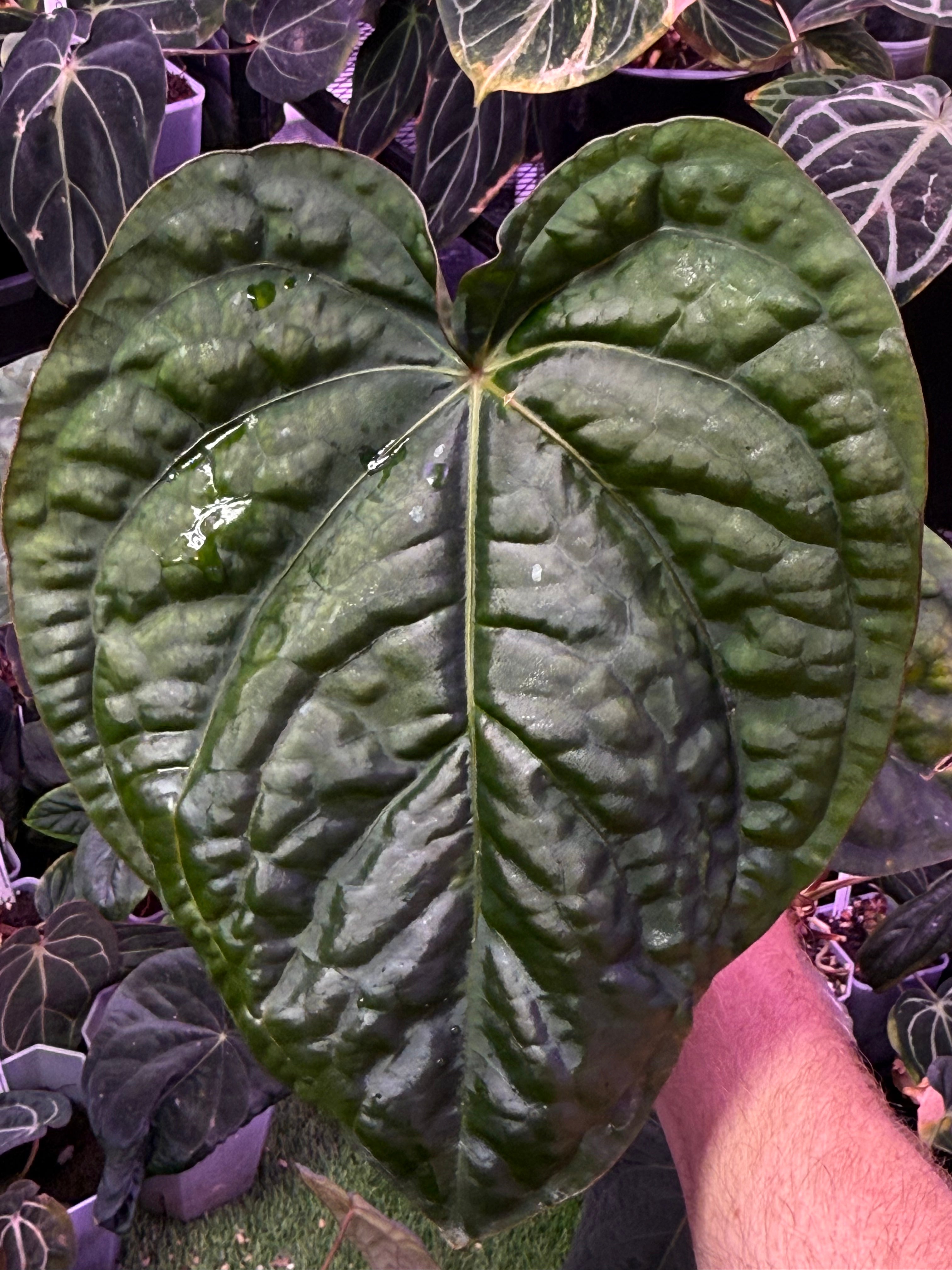 Anthurium Hobgoblin - mature