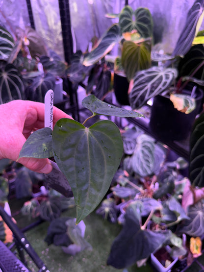 Anthurium carlablackiae 'District' X sp. nov. DF Z