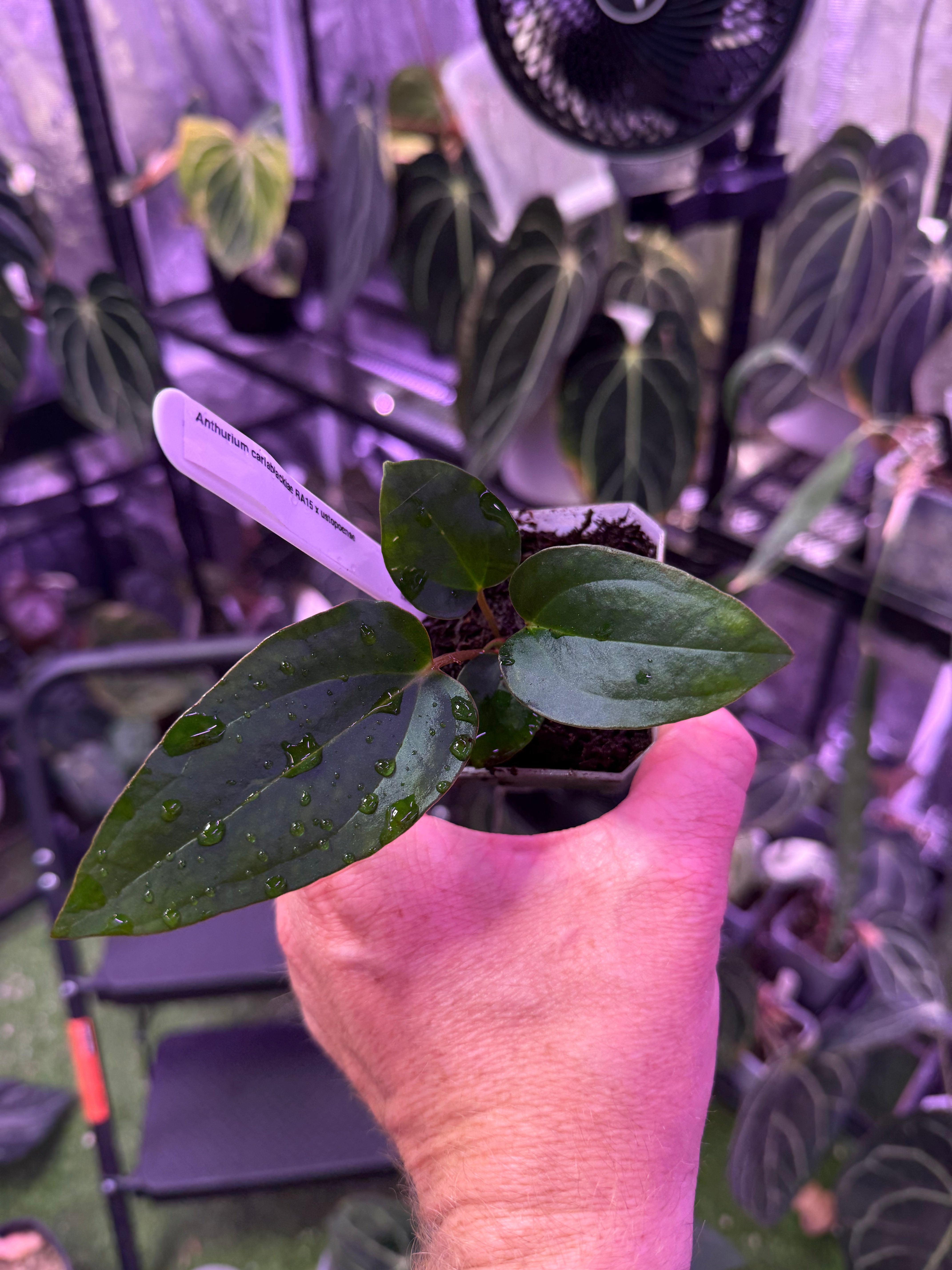 Anthurium carlablackiae RA15 x ustopoense - growers choice