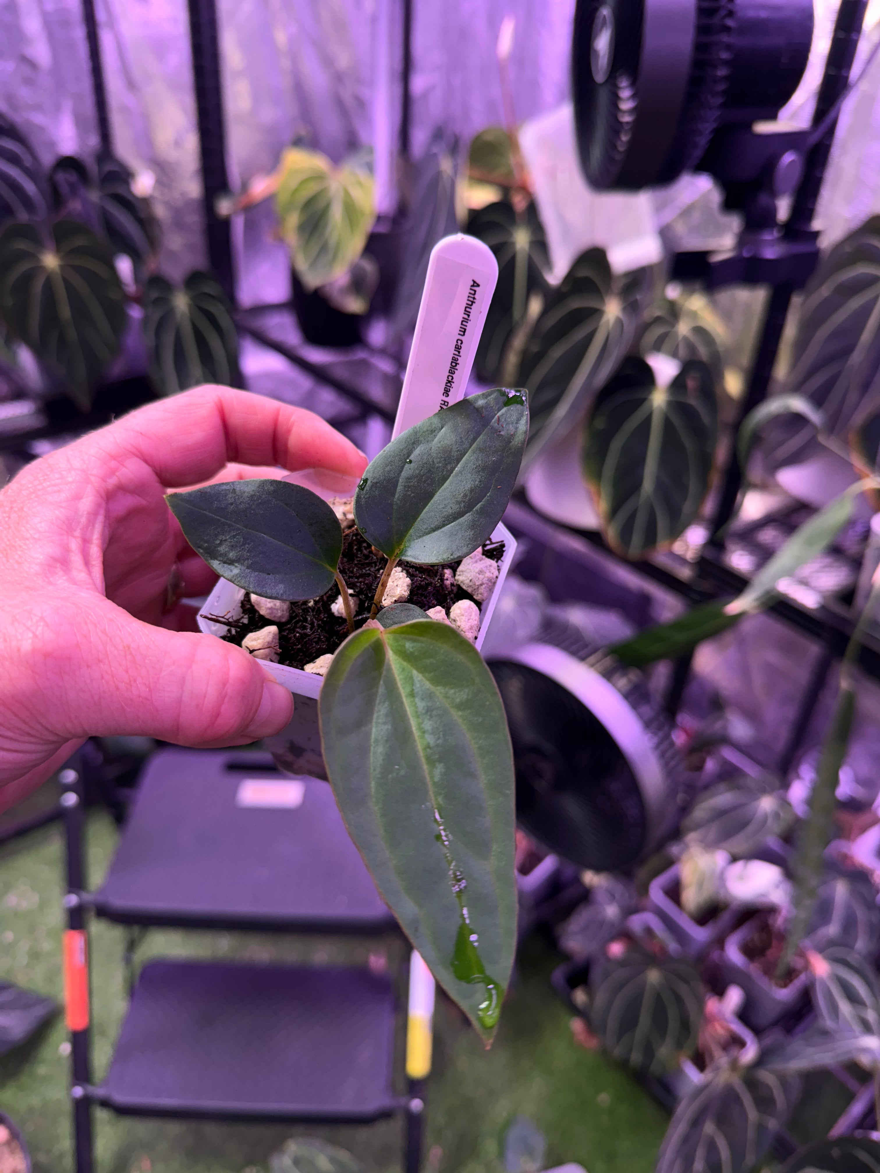 Anthurium carlablackiae RA15 x ustopoense - growers choice