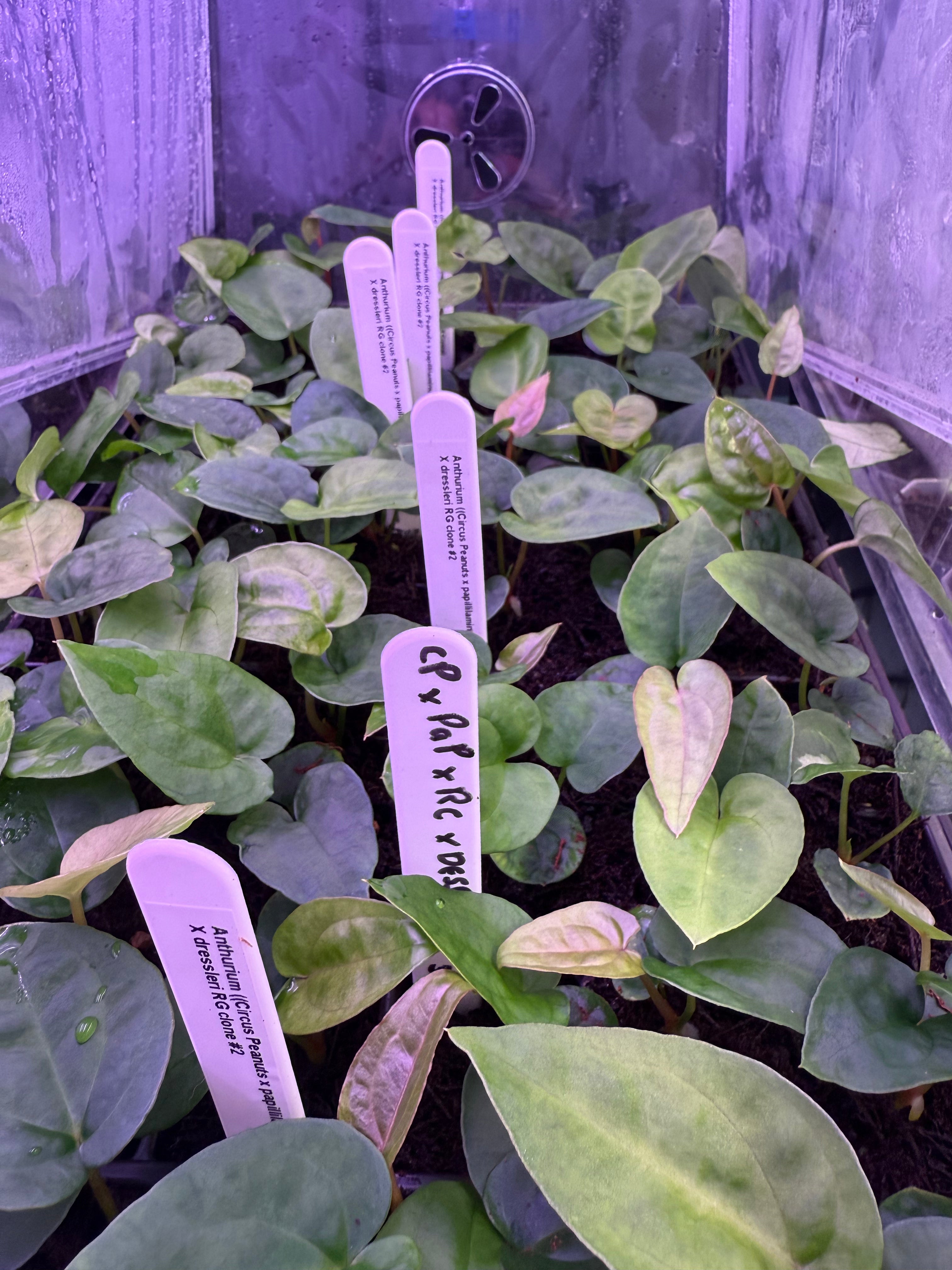 Anthurium ((Circus Peanuts x papillilaminum) x Red crystal)) x RG dressleri clone #2
