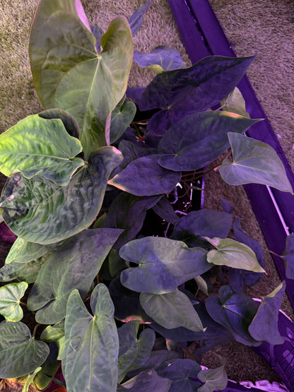 Lost tag growers choice