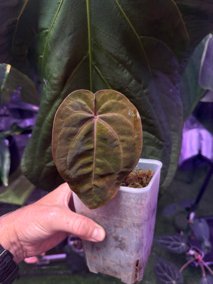 Anthurium Blood Moon