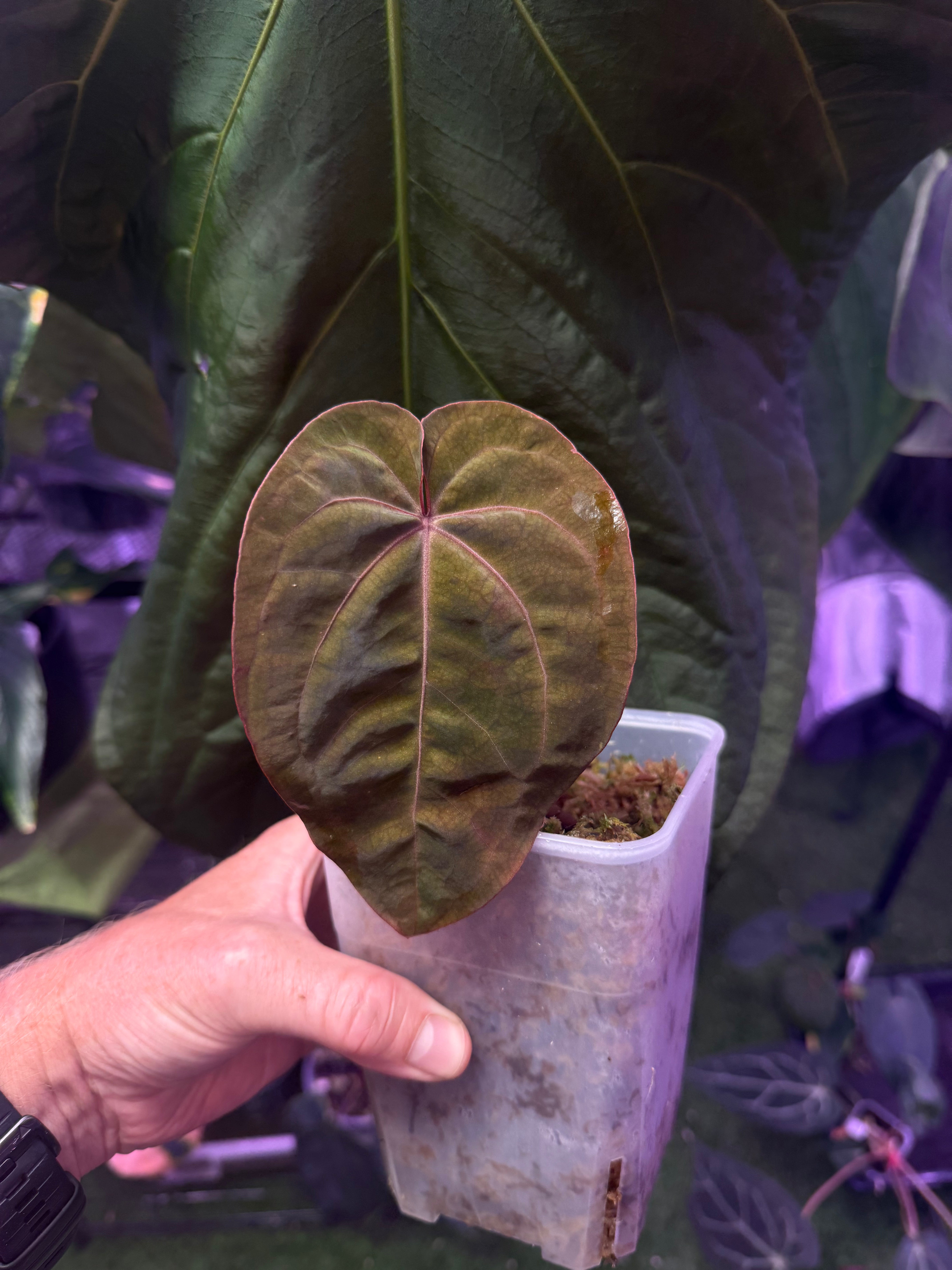 Anthurium Blood Moon