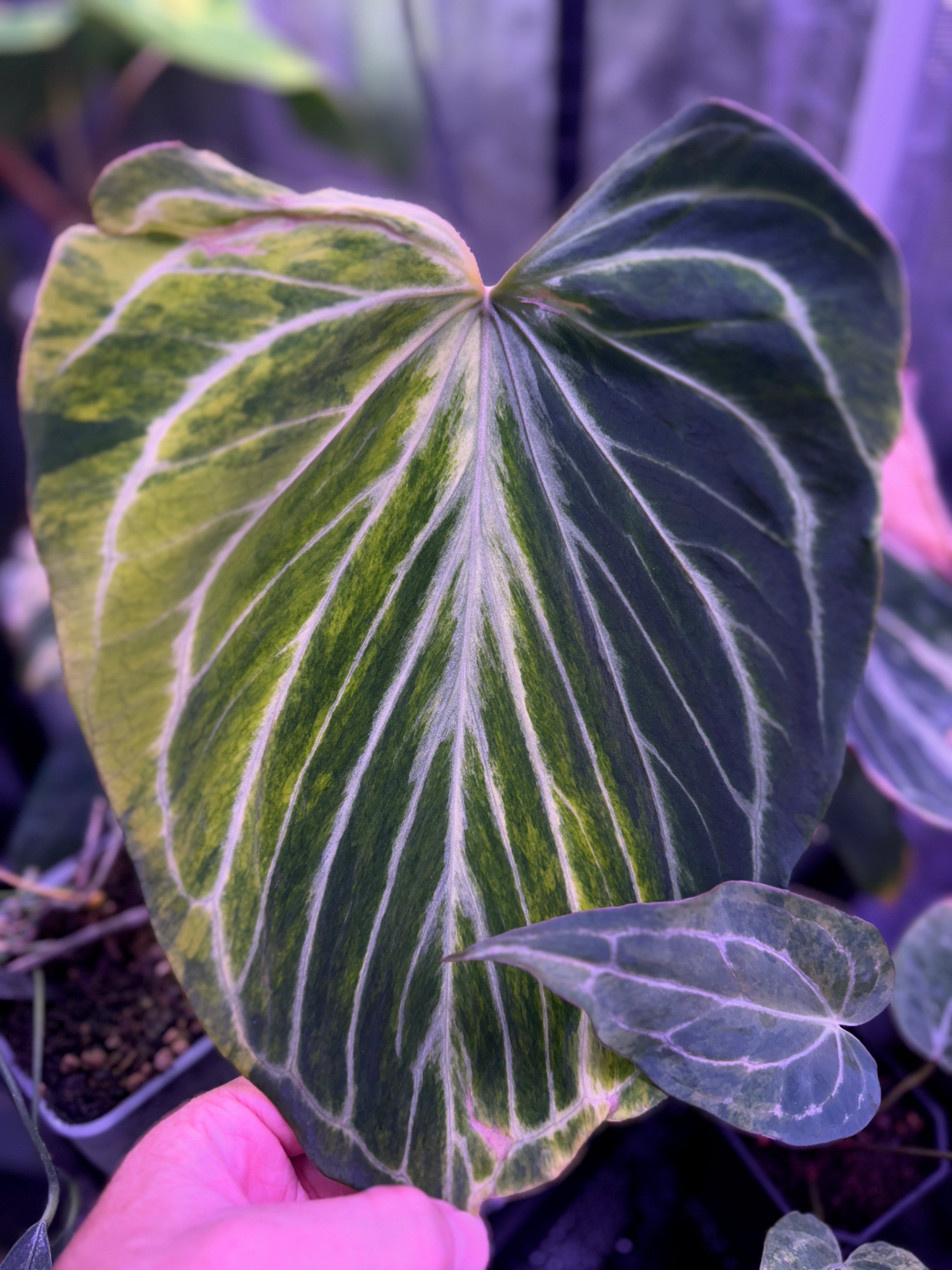 Anthurium "King of Spades Butterfly" - Variegated