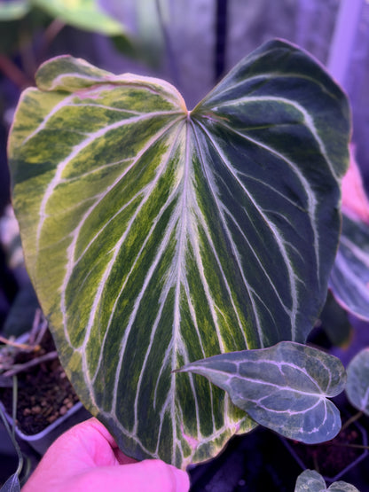 Anthurium "King of Spades Butterfly" - Variegated