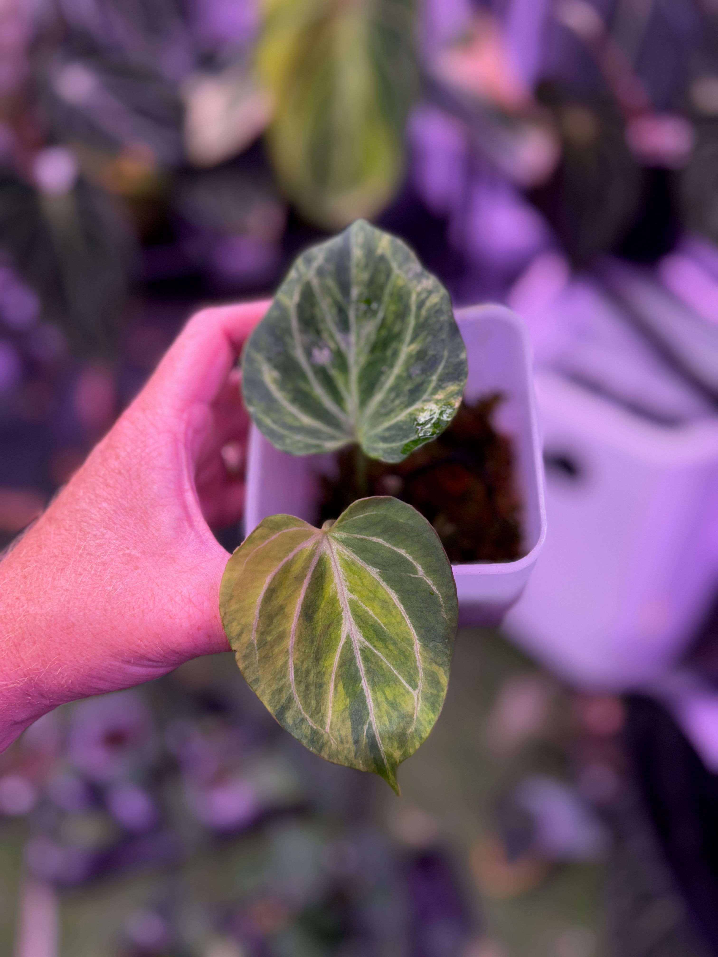 Anthurium "King of Spades Butterfly" - Variegated