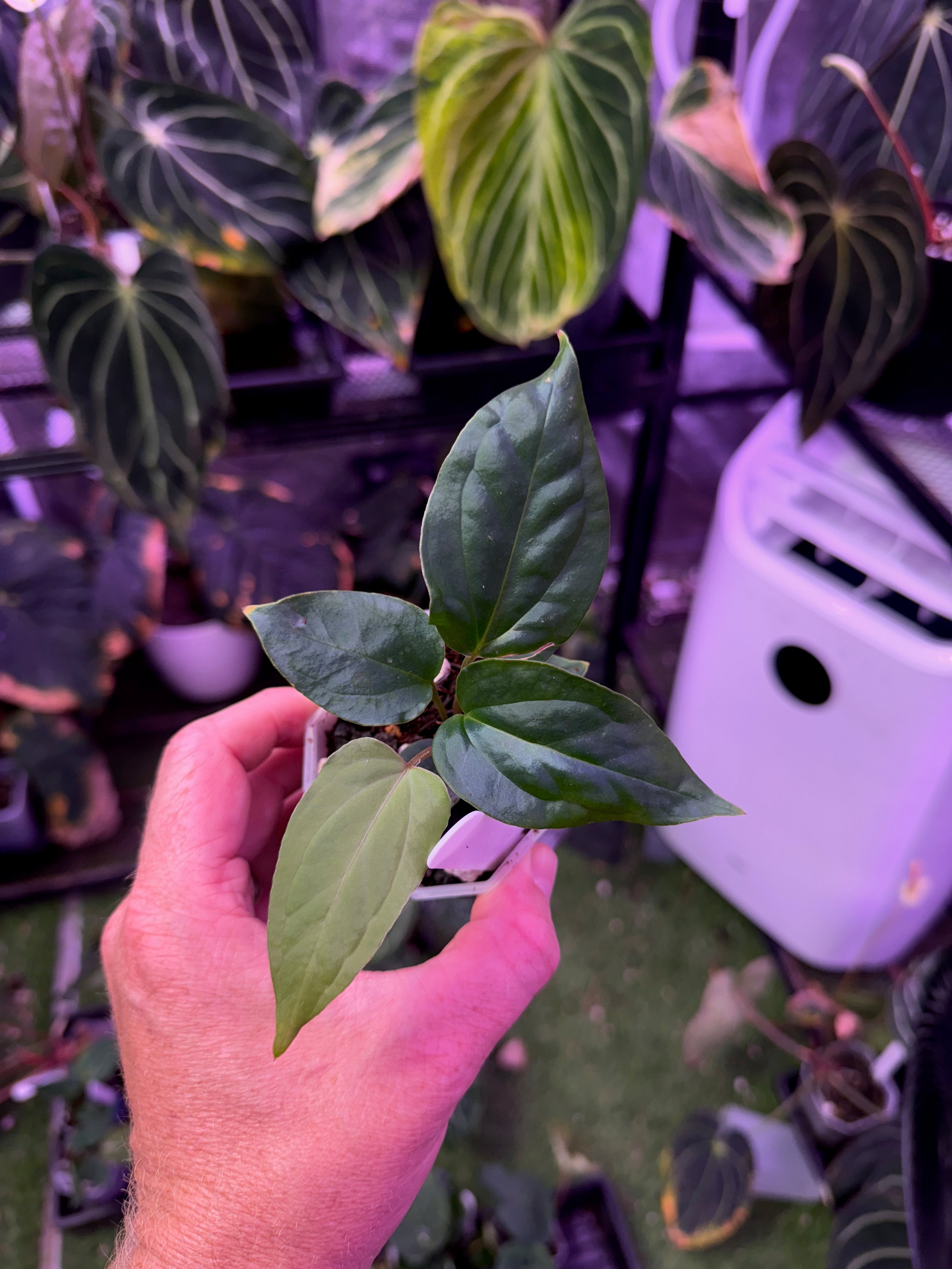 Anthurium “Tim Anderson Stripey” x ustopoense - 01