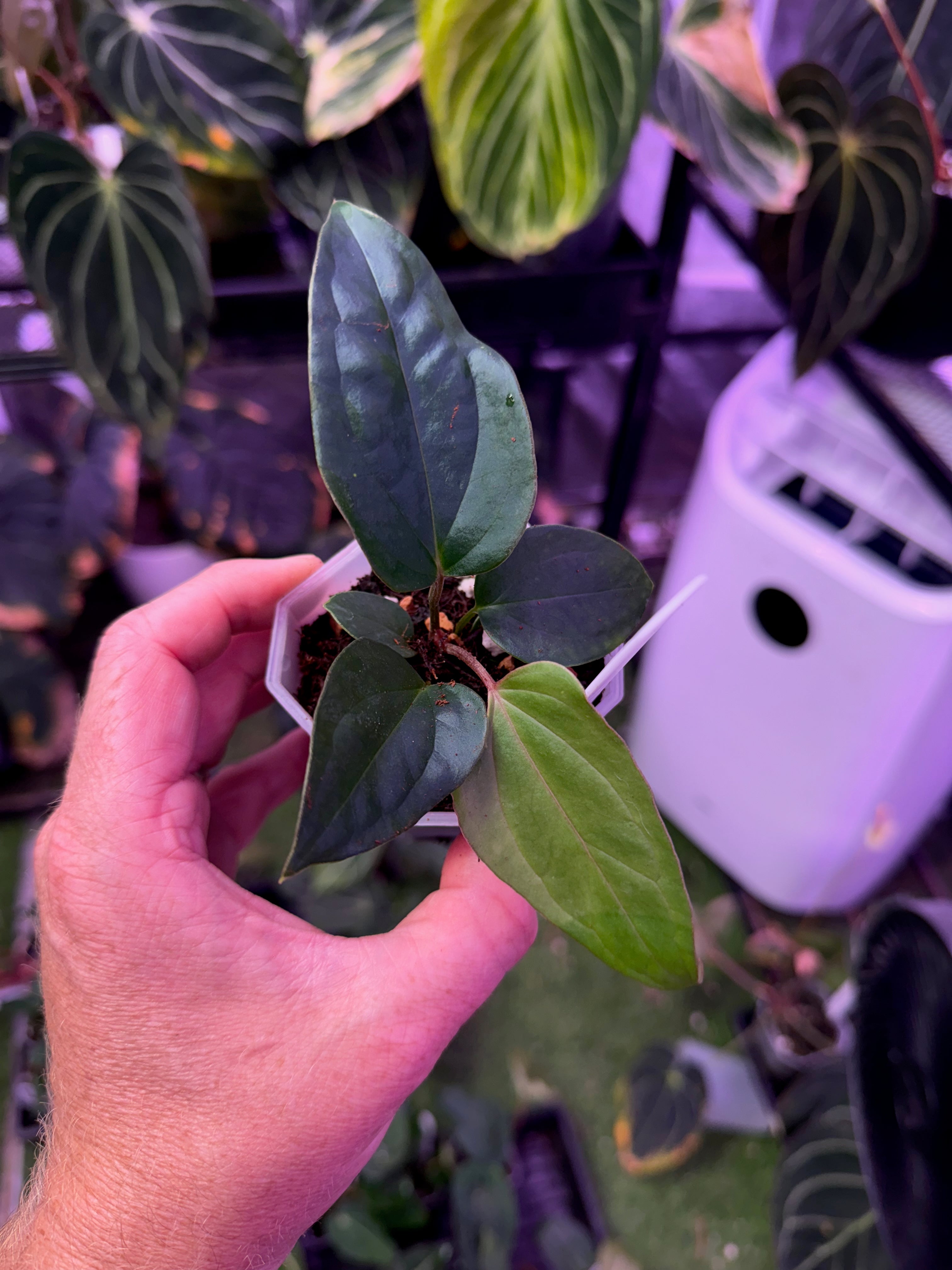 Anthurium “Tim Anderson Stripey” x ustopoense - 02