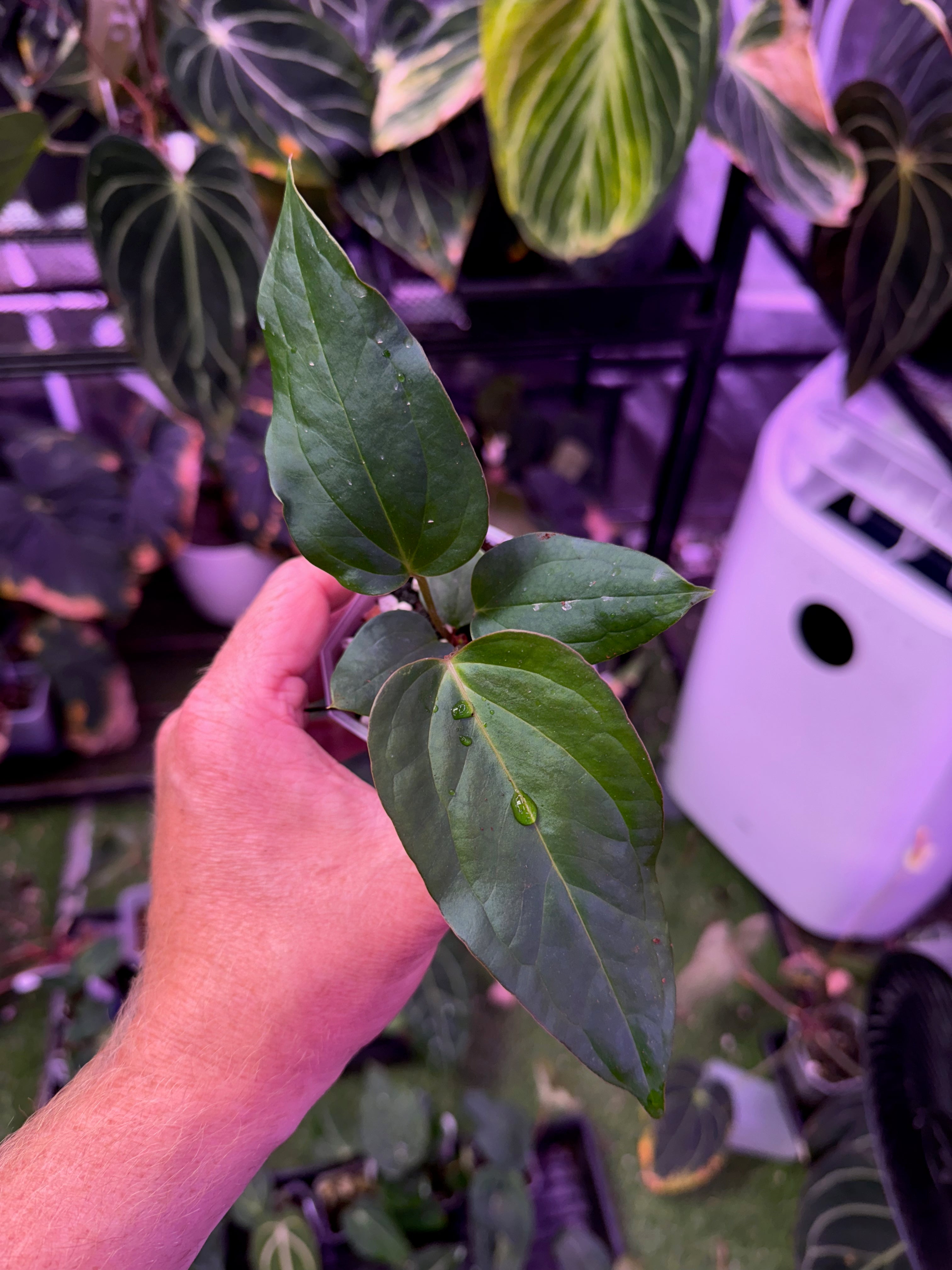 Anthurium “Tim Anderson Stripey” x ustopoense - 03