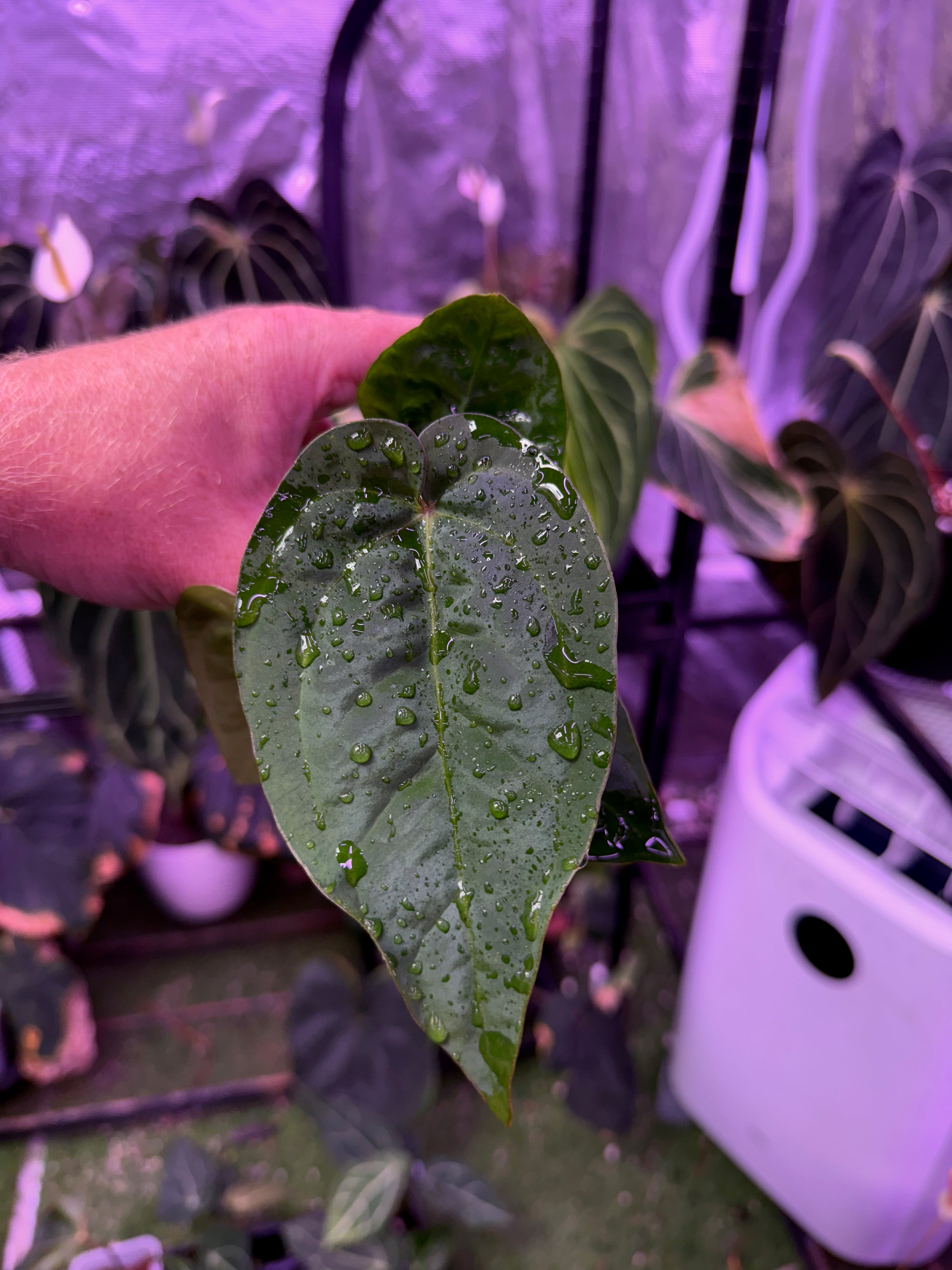 Anthurium "Udaka" x dressleri RG founder clone #2 01