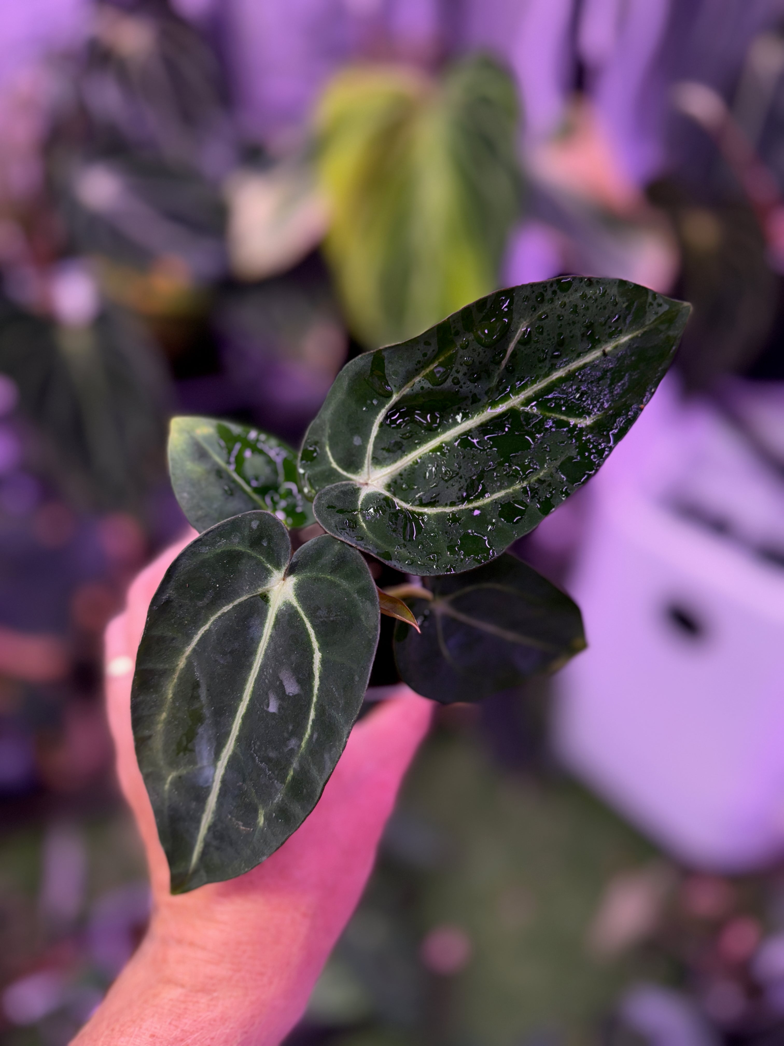 その他観葉植物 Anthurium Carlablackiae 🌱 Anthurium carlablackiae 🌱 I love narrow carla🖤 細葉の