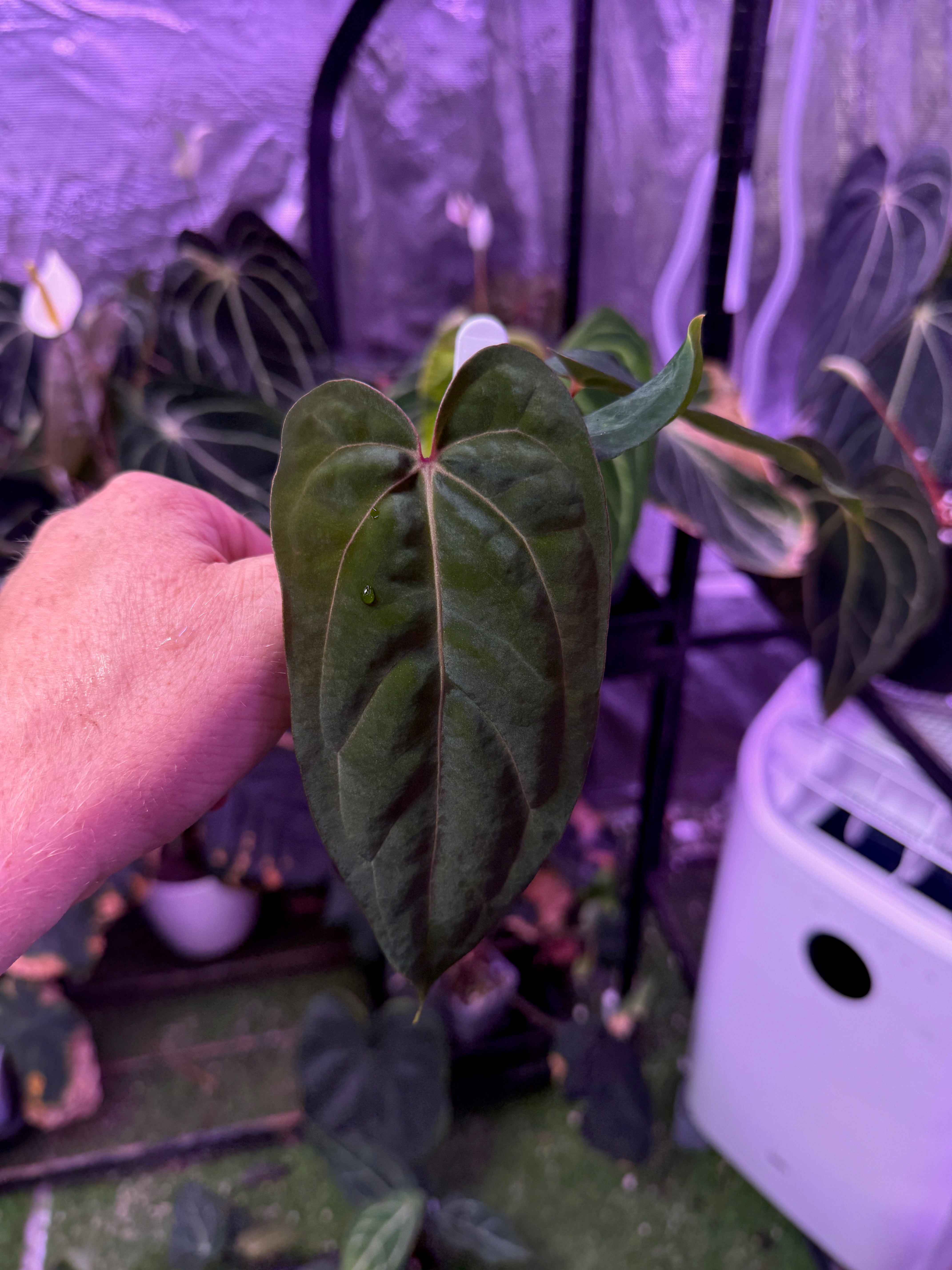 CaRL 2.0 - Anthurium carlablackiae “BUZ1 x RA8” X papillilaminum “Ralph Lyman” !