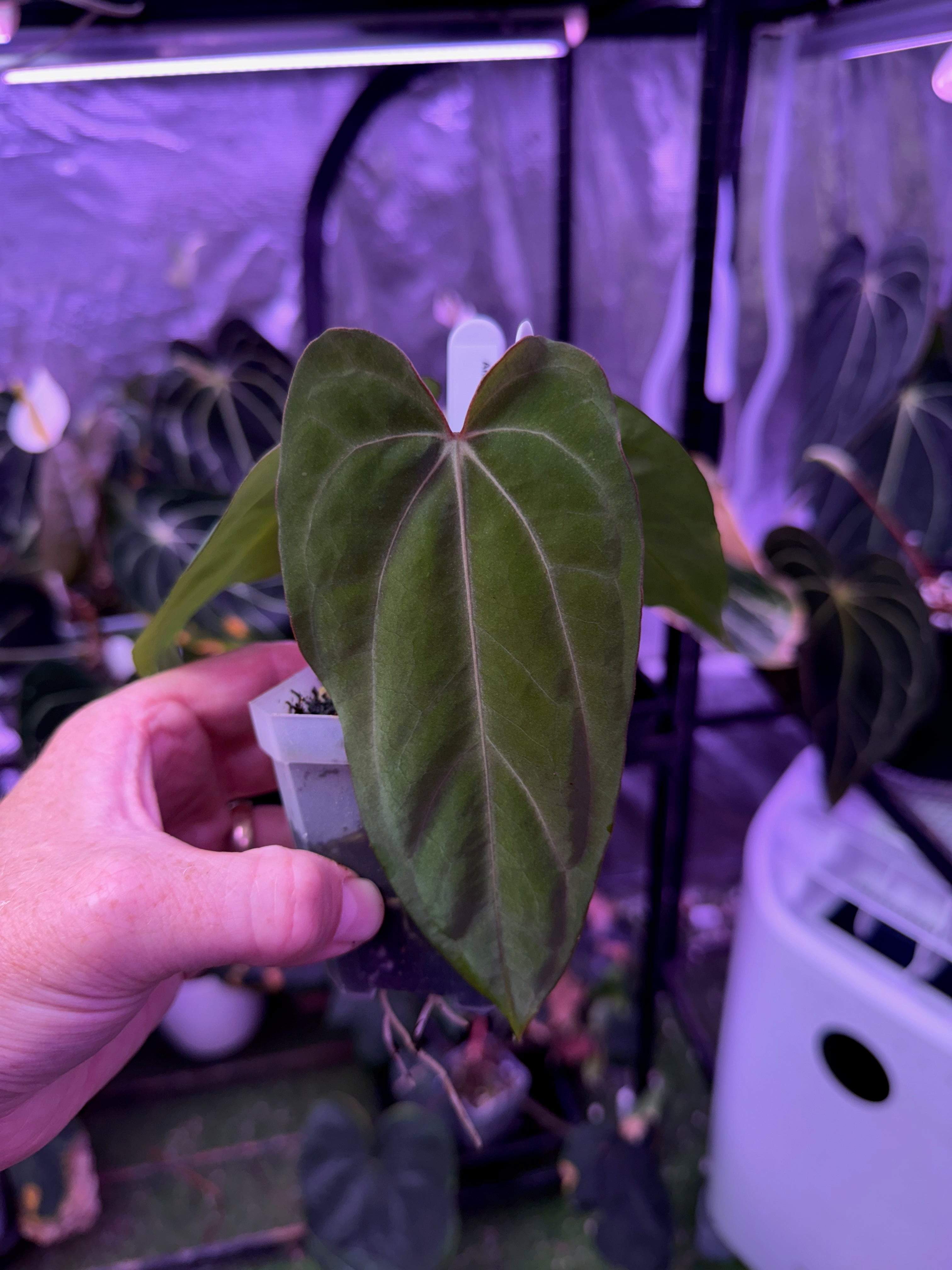CaRL 2.0 - Anthurium carlablackiae “BUZ1 x RA8” X papillilaminum “Ralph Lyman” -