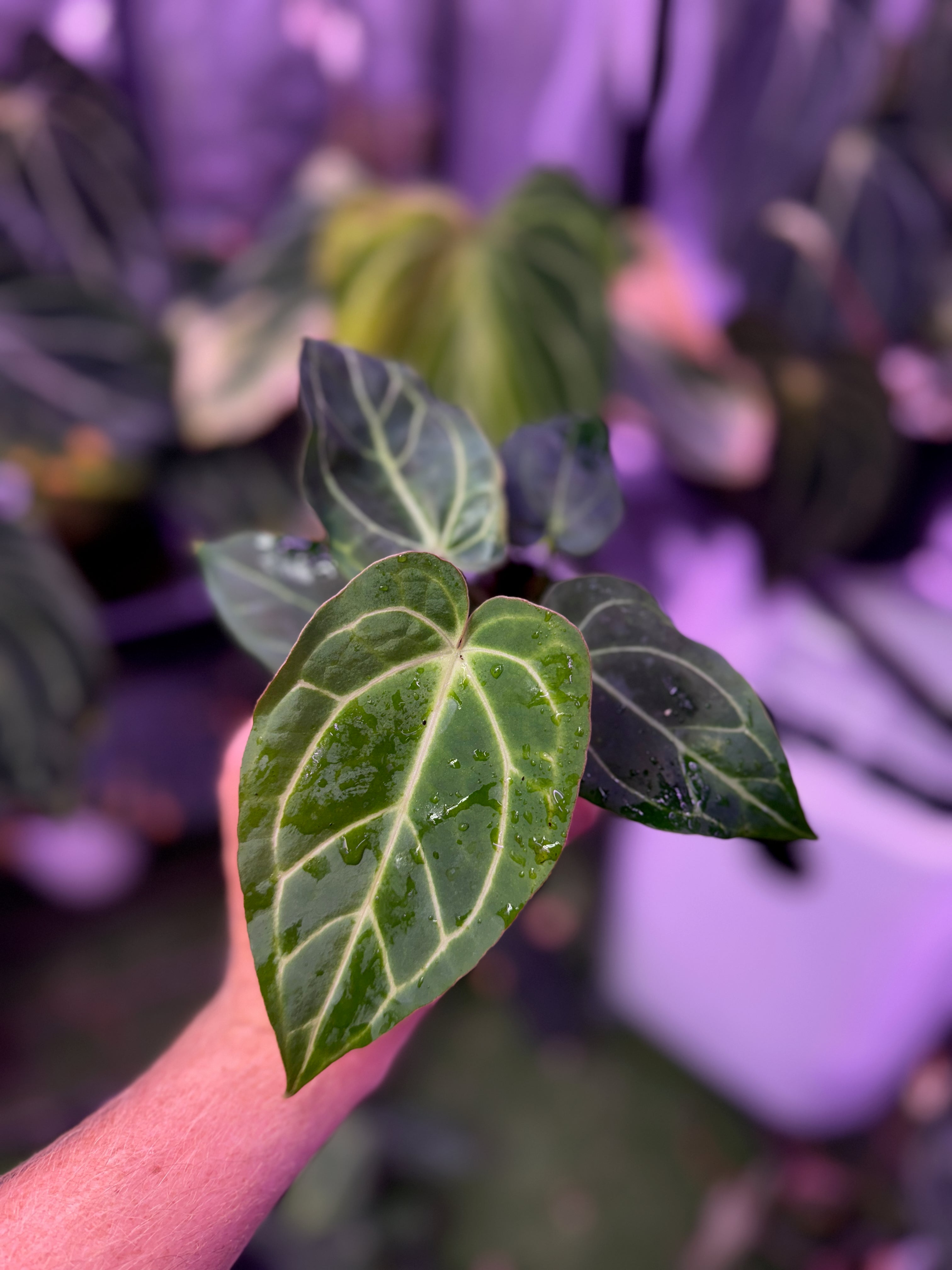 Anthurium ‘Tim Anderson Stripey’ X carlablackiae ‘RA6’ 01