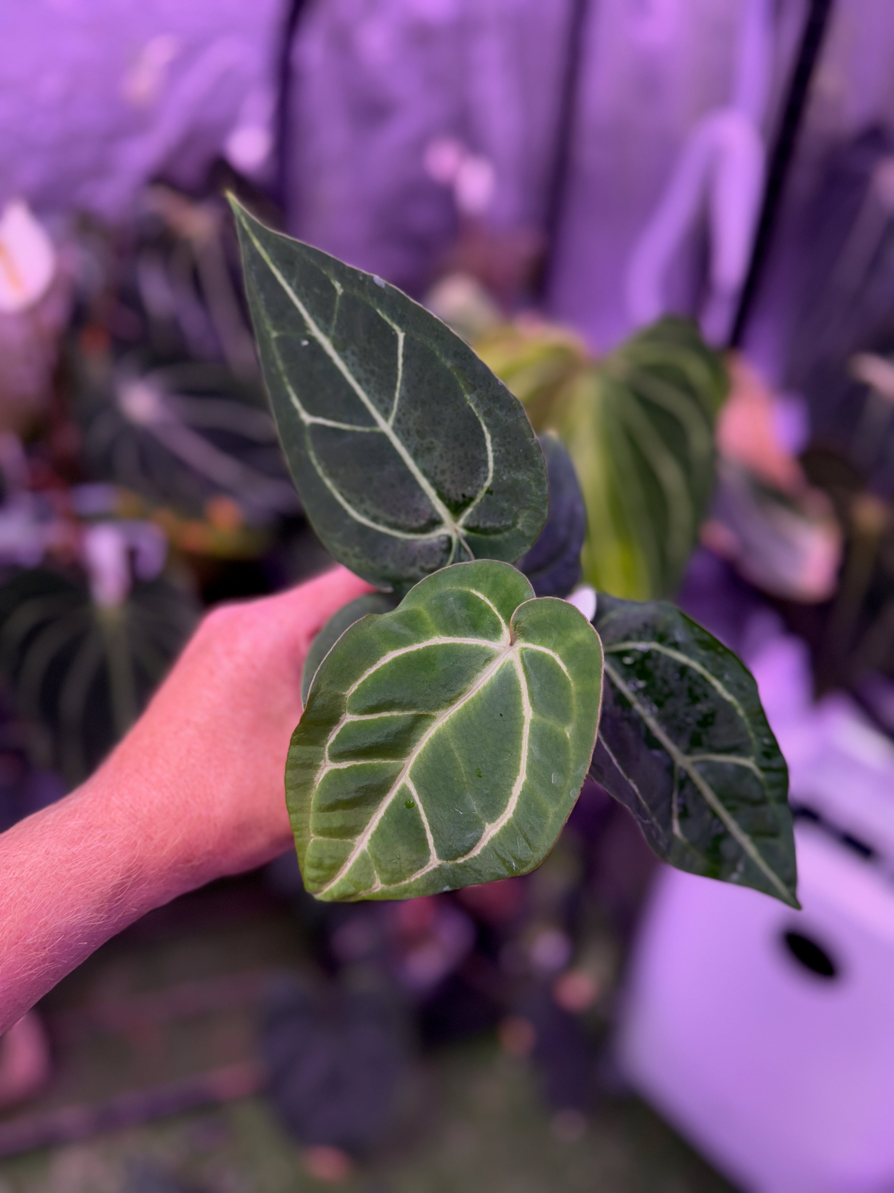 Anthurium ‘Tim Anderson Stripey’ X carlablackiae ‘RA6’ 03