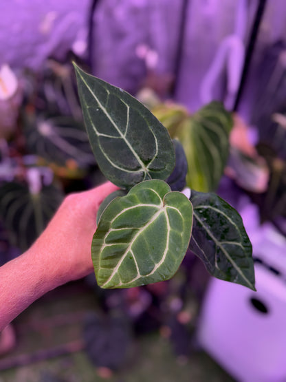 Anthurium ‘Tim Anderson Stripey’ X carlablackiae ‘RA6’ 03