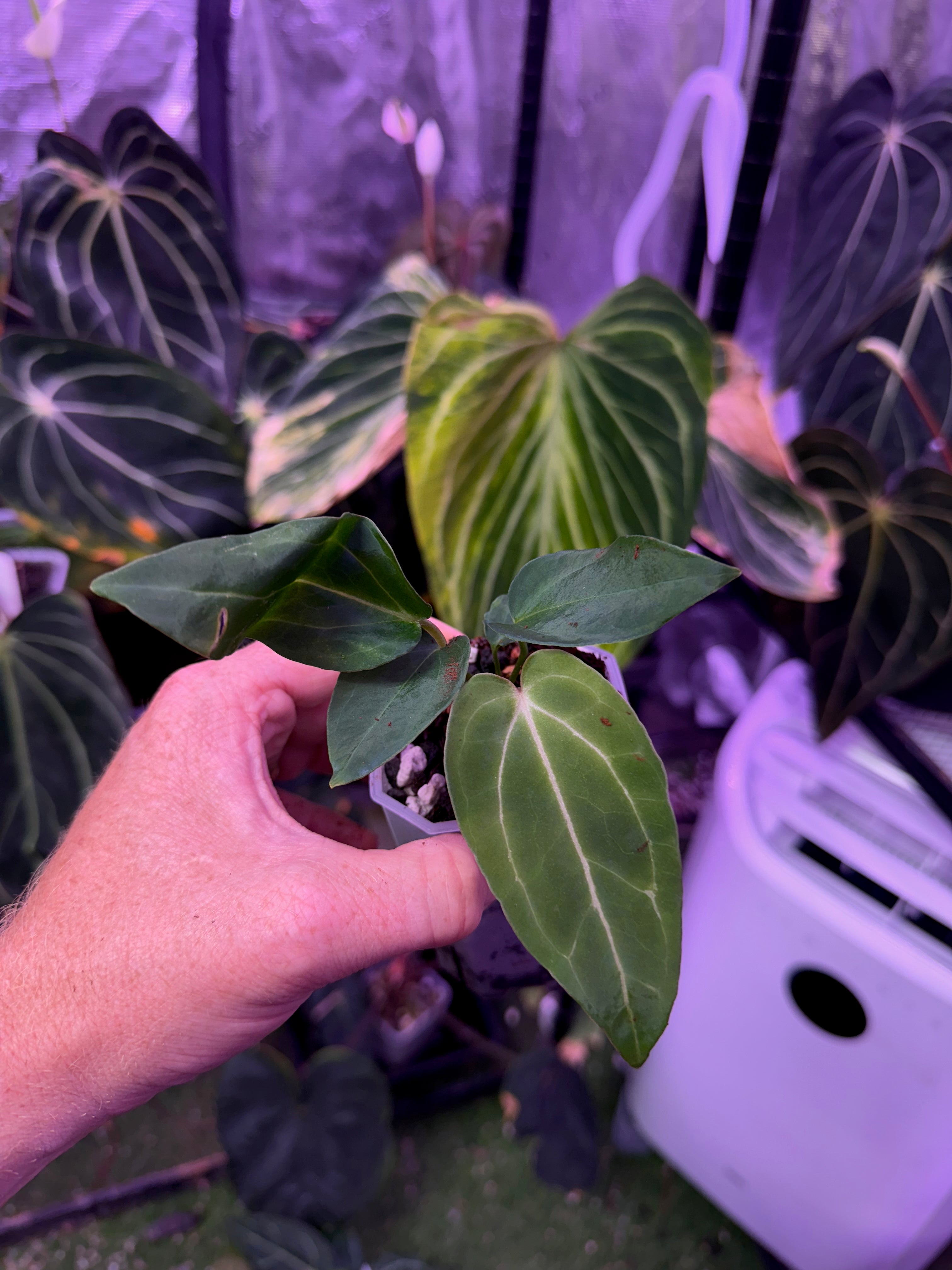 Anthurium "Tim Anderson Stripey"  X "Araña" 01