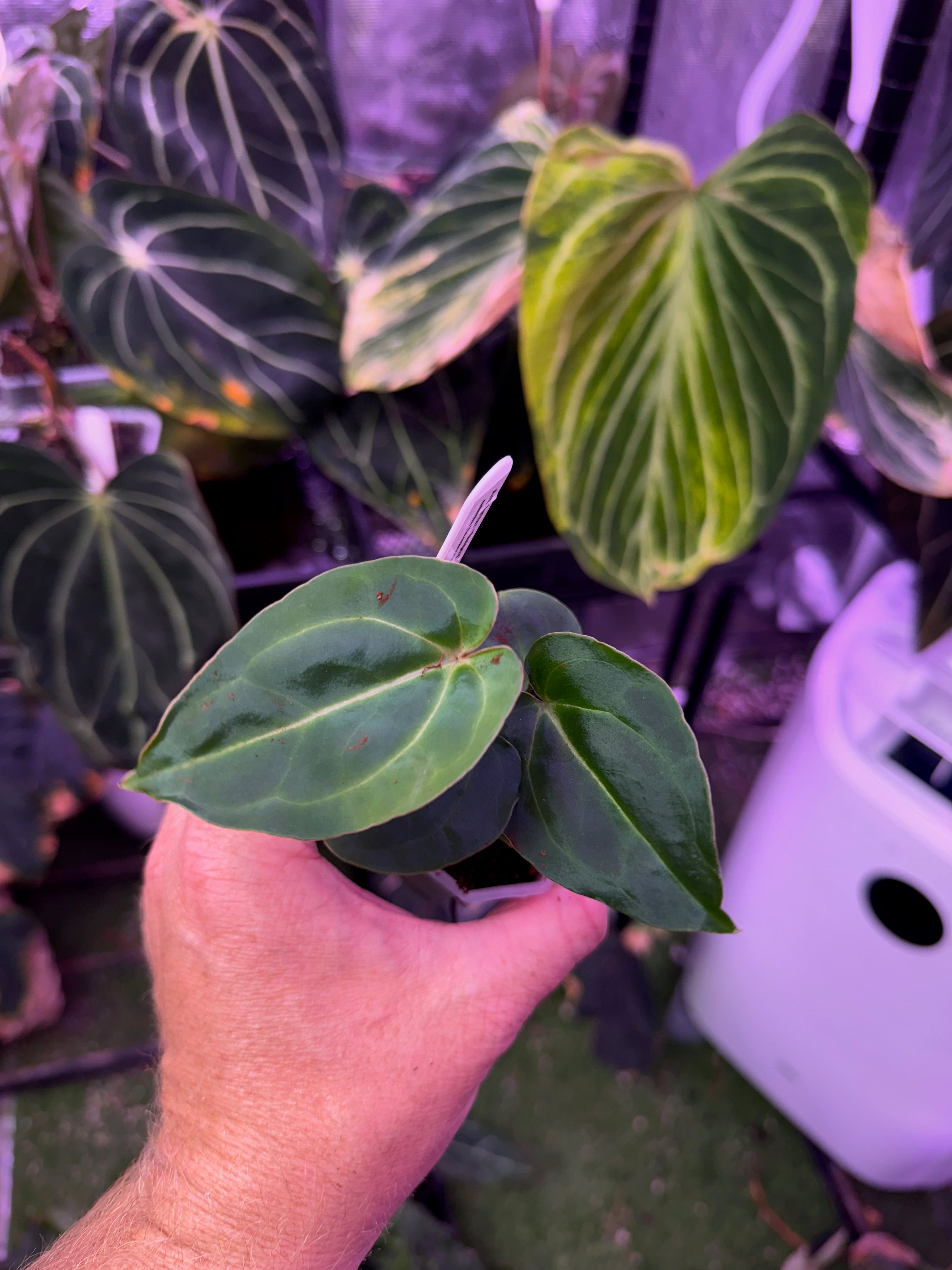 Anthurium "Tim Anderson Stripey"  X "Araña" 02