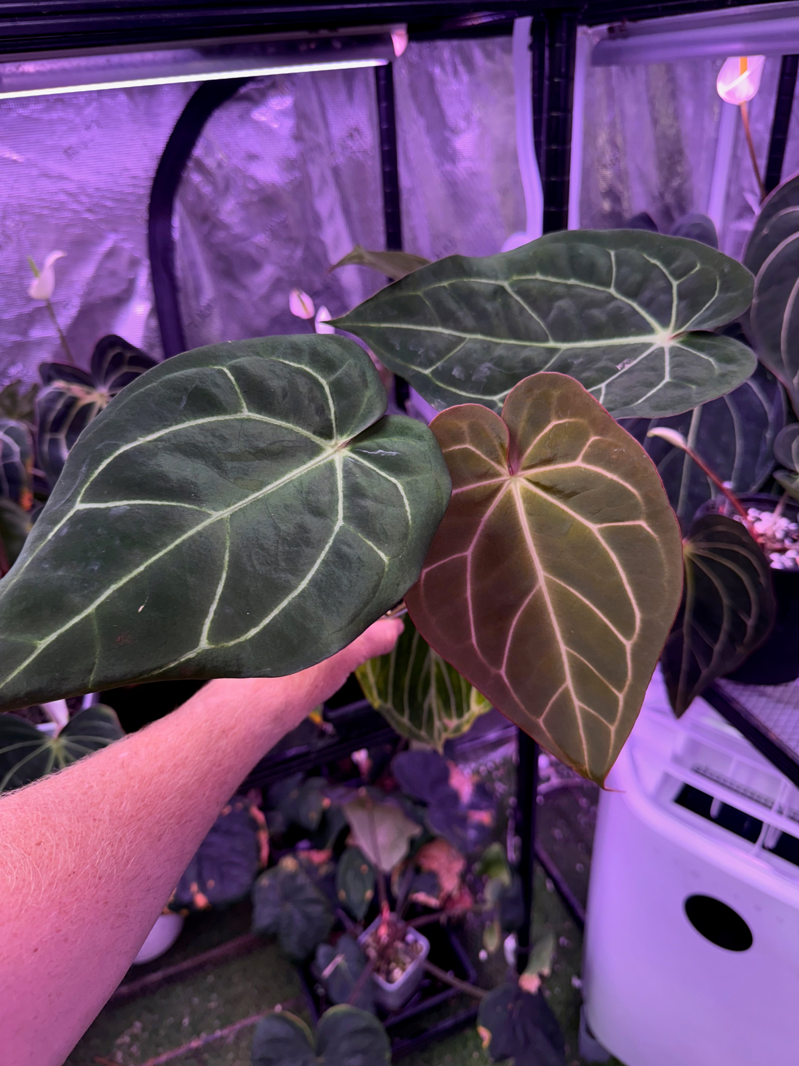 Anthurium carlablackie 'Round xGPH001' X Black Widow x Michelle 01