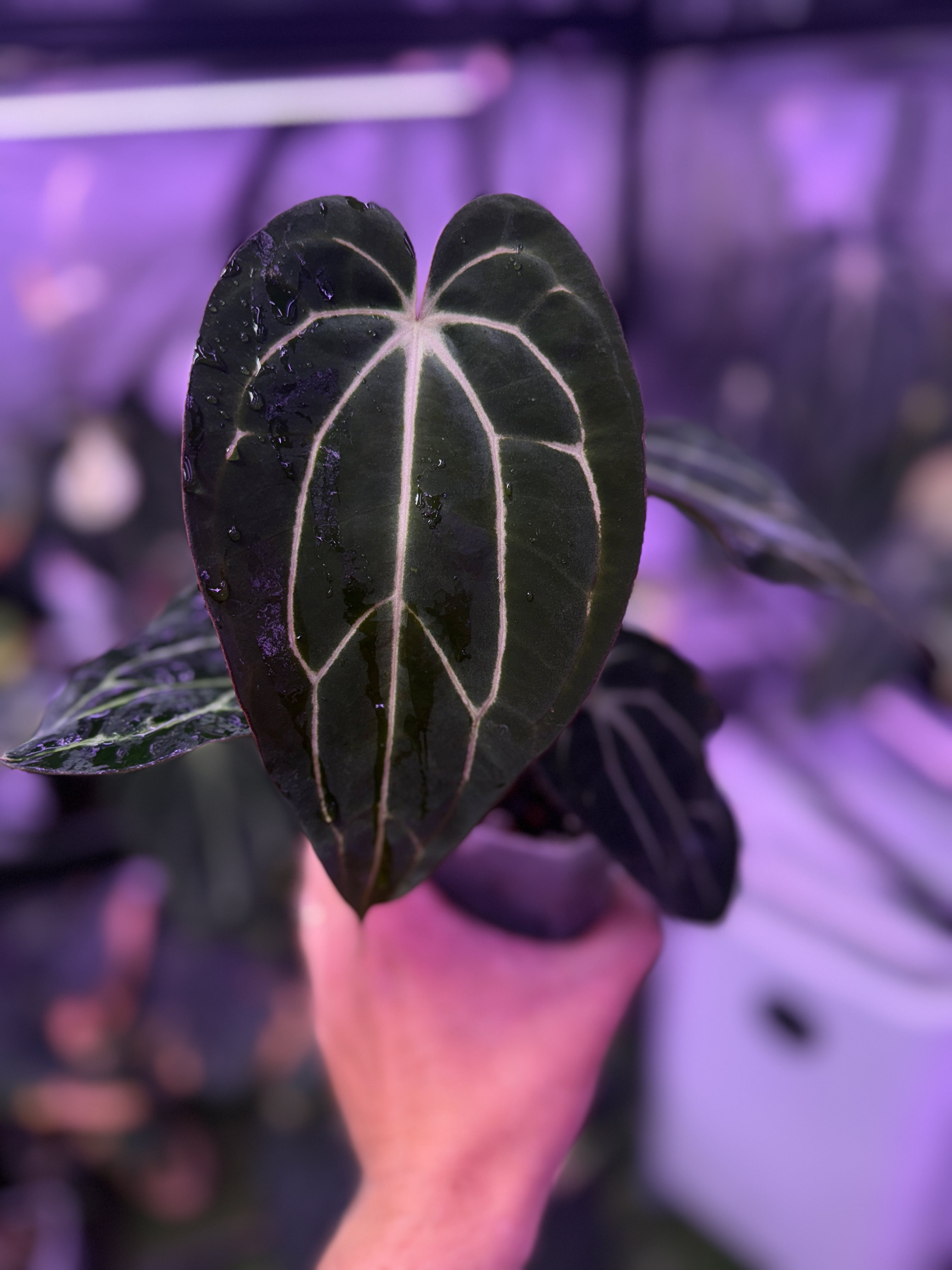 その他観葉植物 Anthurium calablackiae Anthurium Carlablackiae 4” – Rare Foliage Plant Co