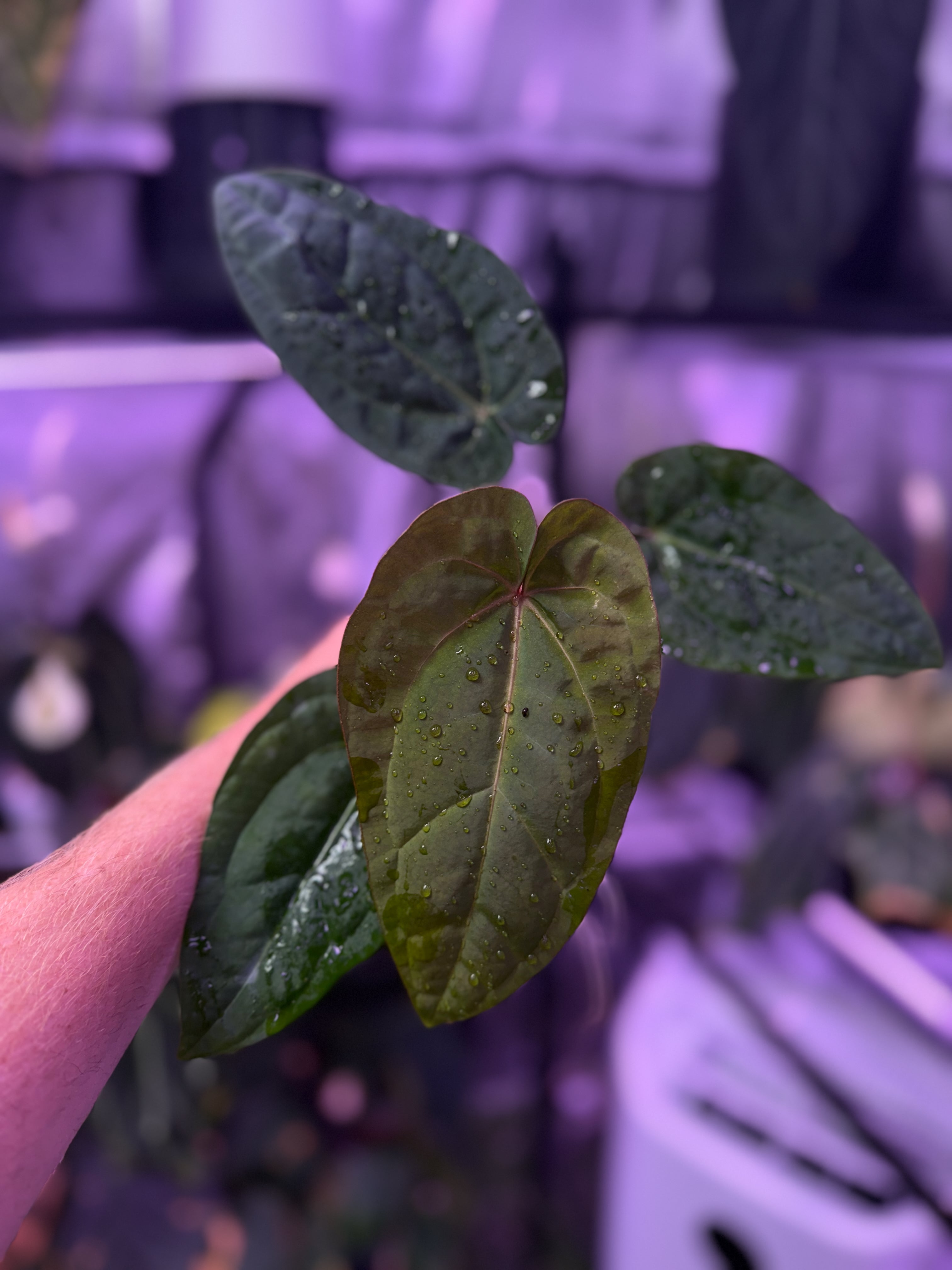 Anthurium "Udaka" x dressleri RG founder clone #2 03