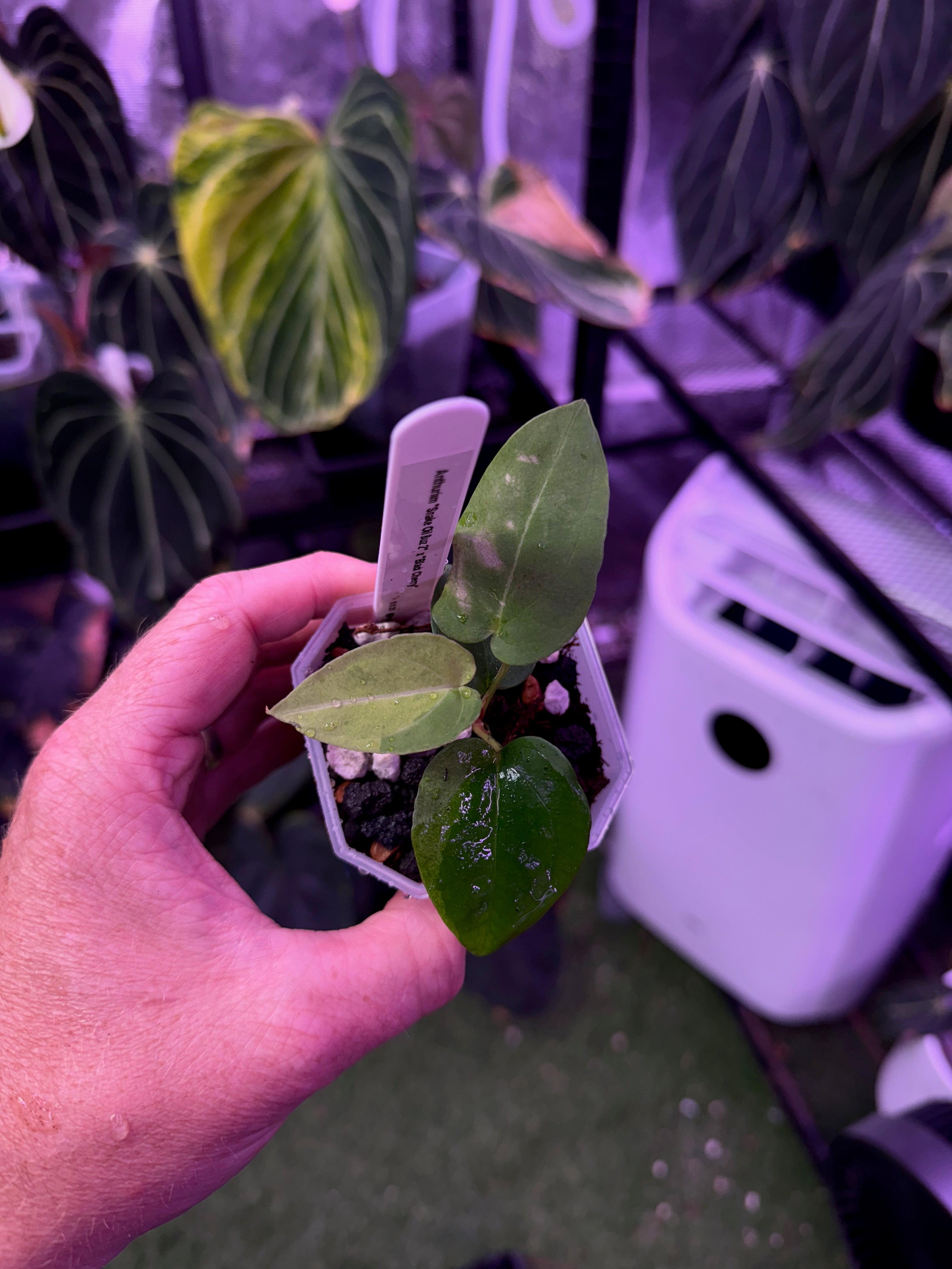 Anthurium "Snake Oil Buz 2" X "Black Cherry" - variegated seedling 02