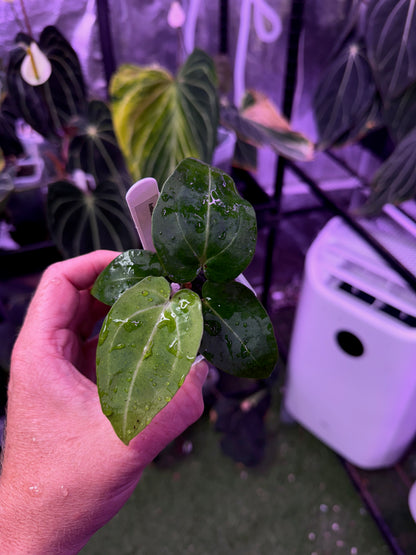 Anthurium "Snake Oil Buz 2" X "Black Cherry" - variegated seedling 01