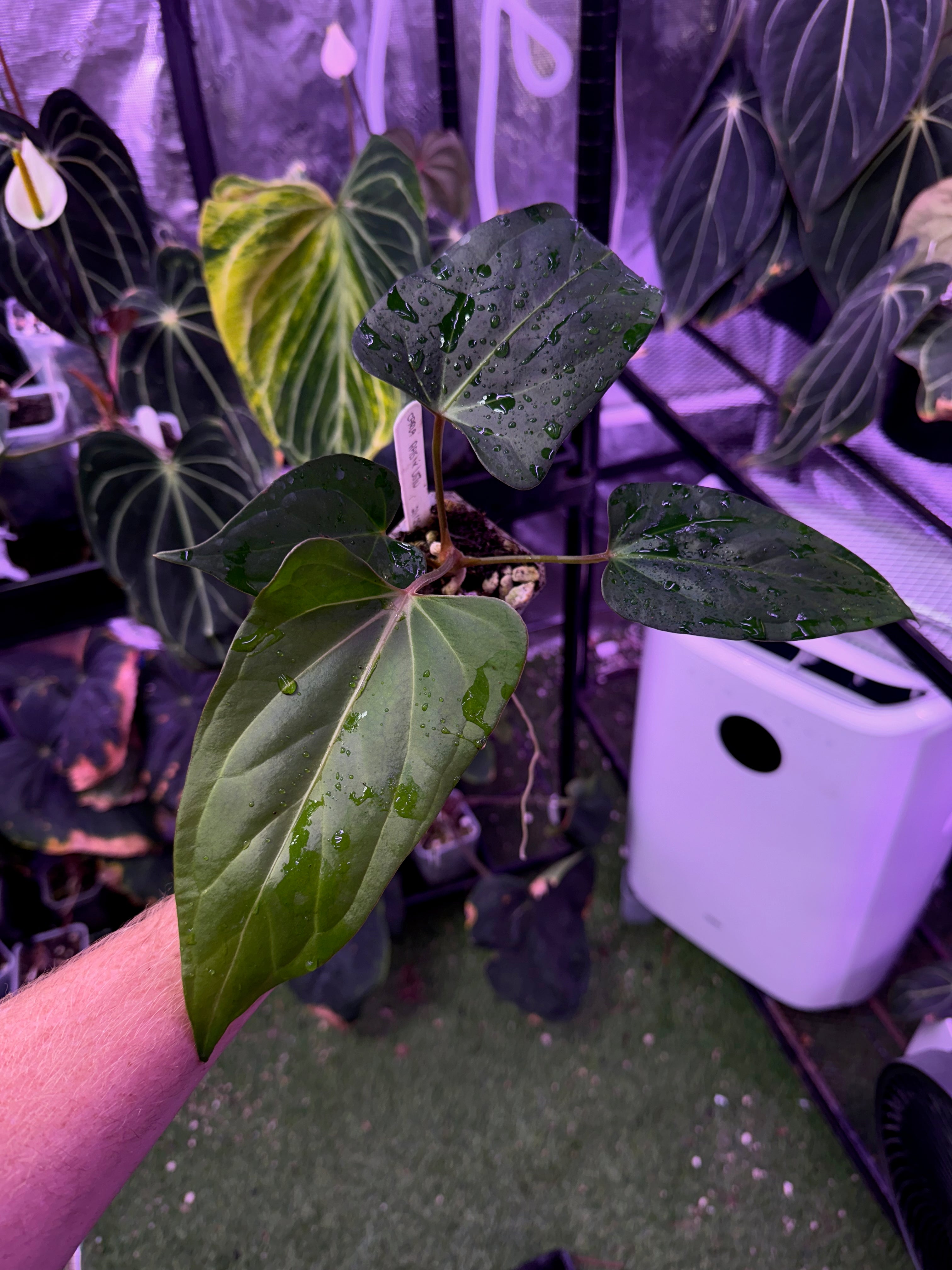 Anthurium carlablackiae RA15 x ustopoense 03