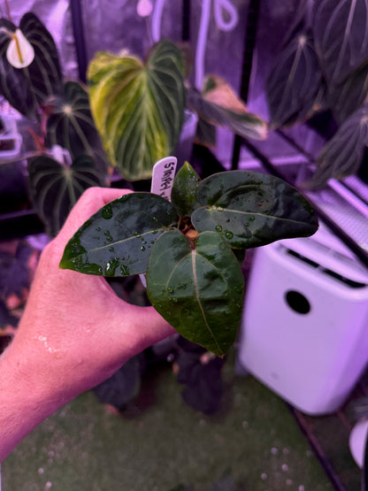 Anthurium "Tim Anderson Stripey"  X "Araña" 05