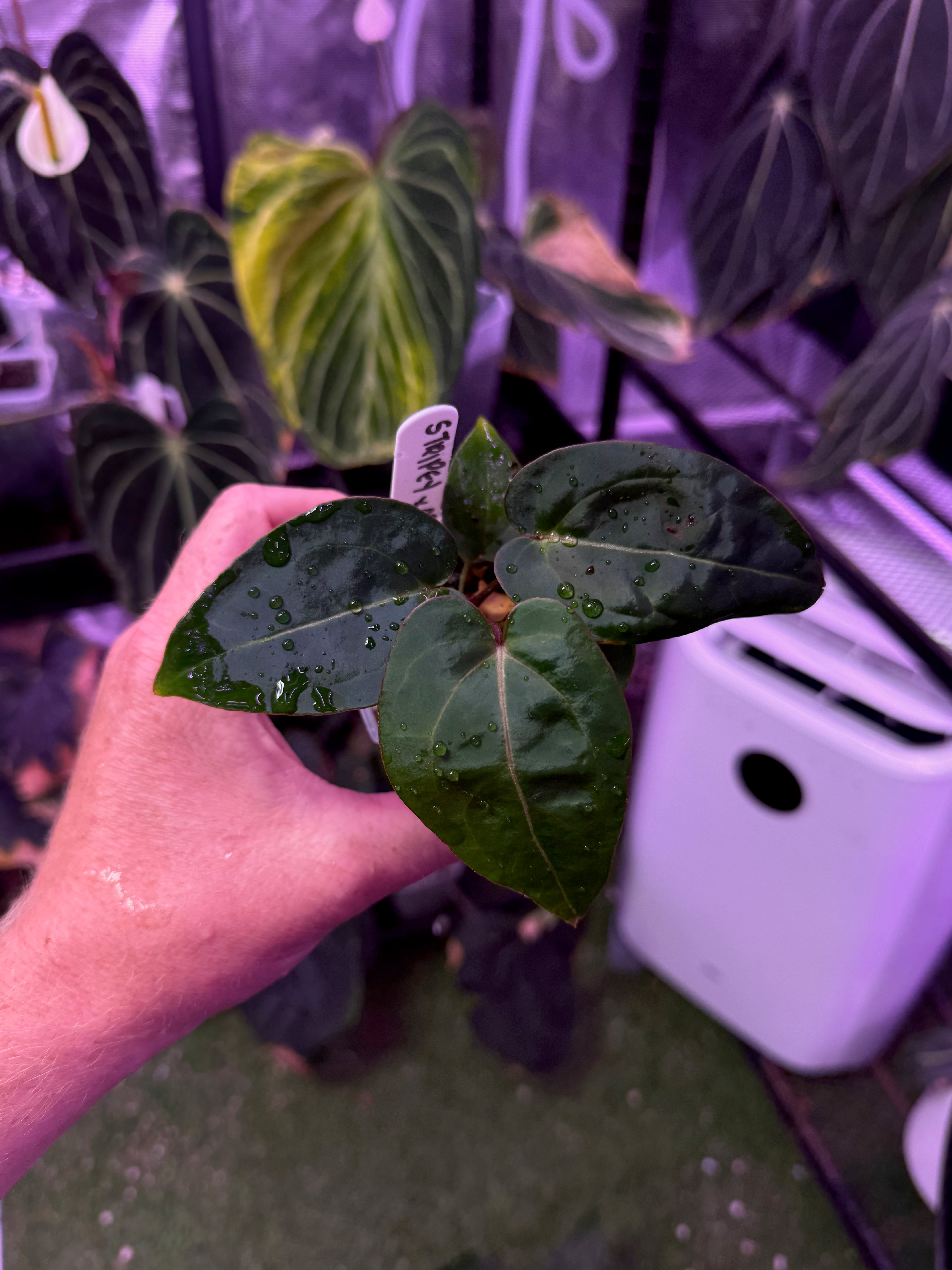 Anthurium "Tim Anderson Stripey"  X "Araña" 05