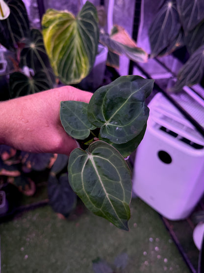 Anthurium ‘Tim Anderson Stripey’ X carlablackiae ‘RA6’ 06