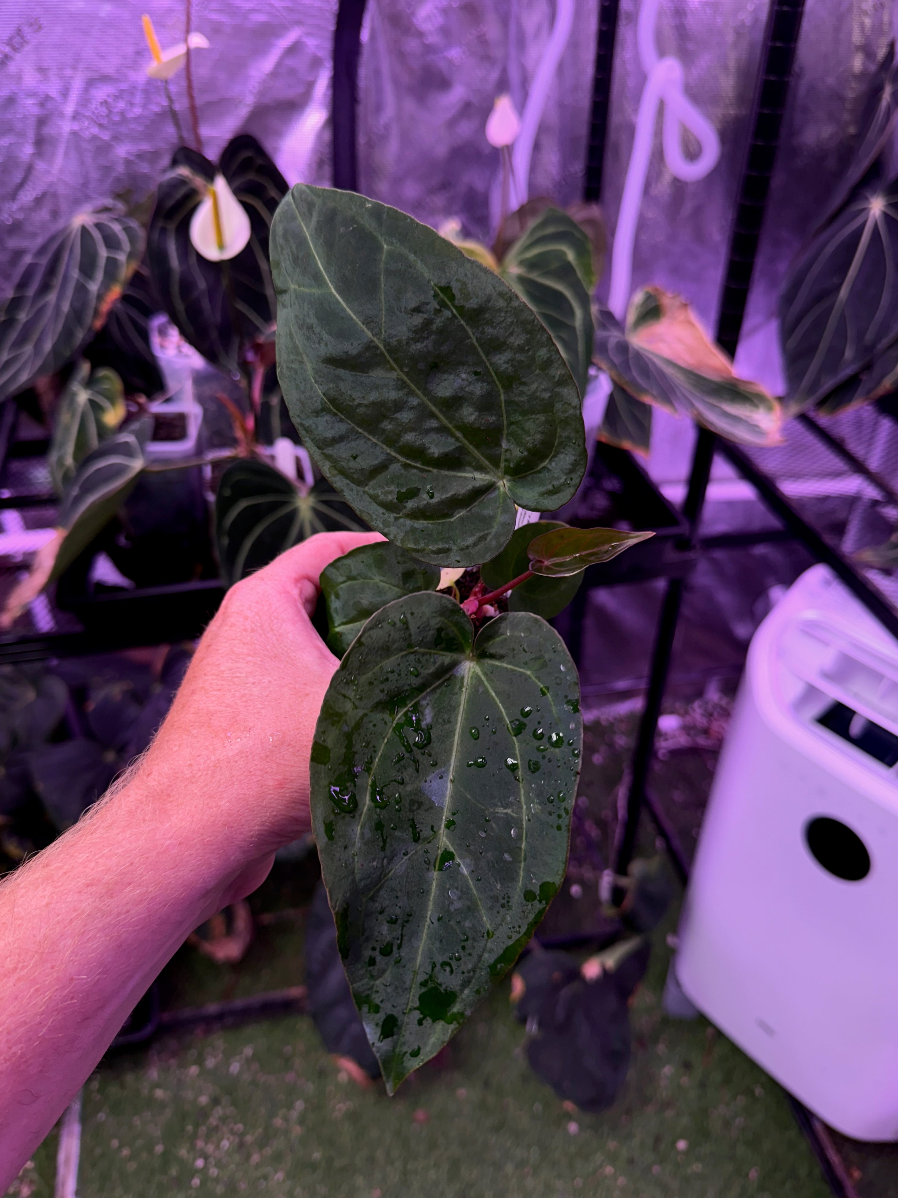 Anthurium Araña x BWMDB #1 - 01