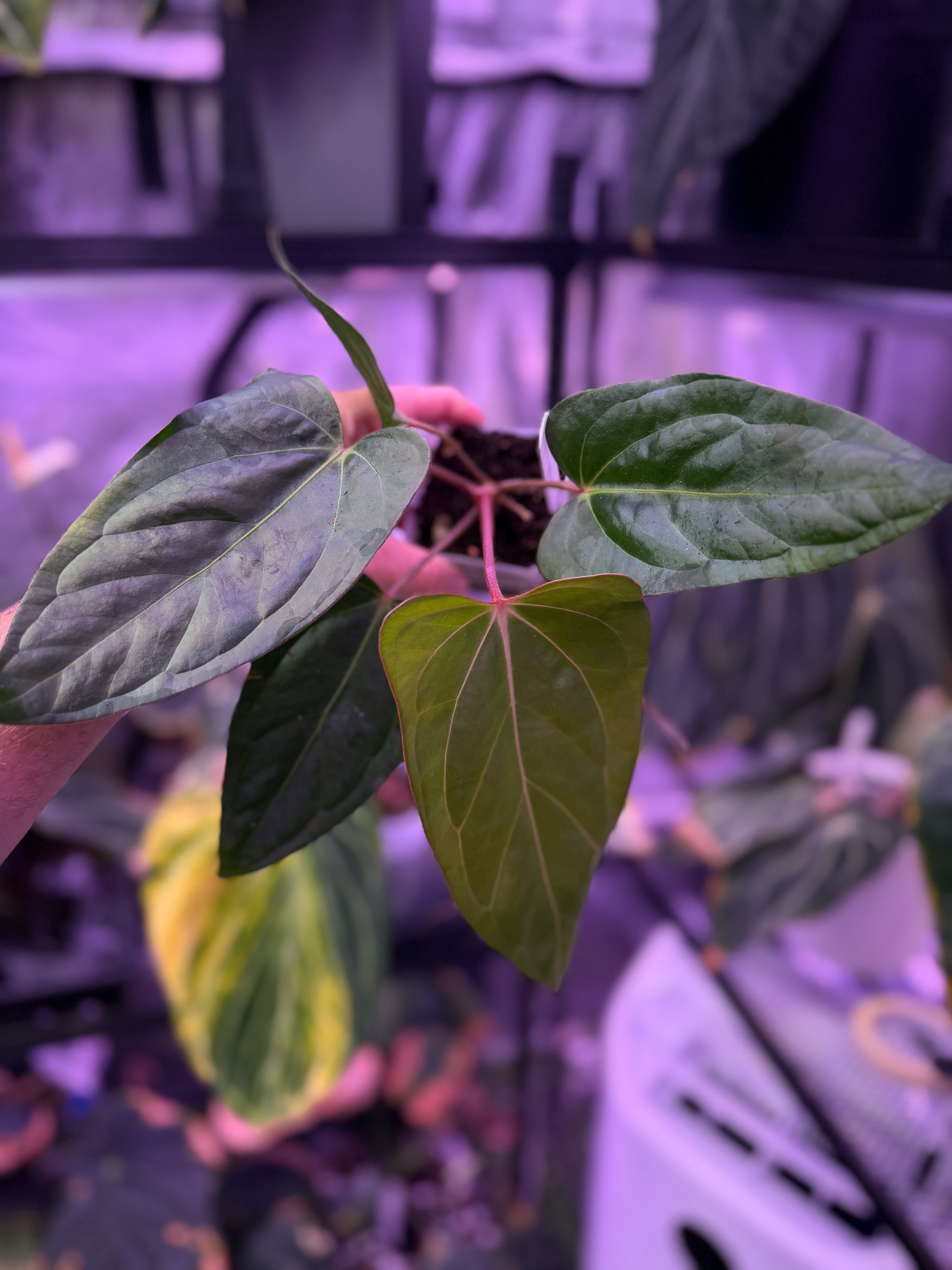Anthurium carlablackiae RA15 x ustopoense 04