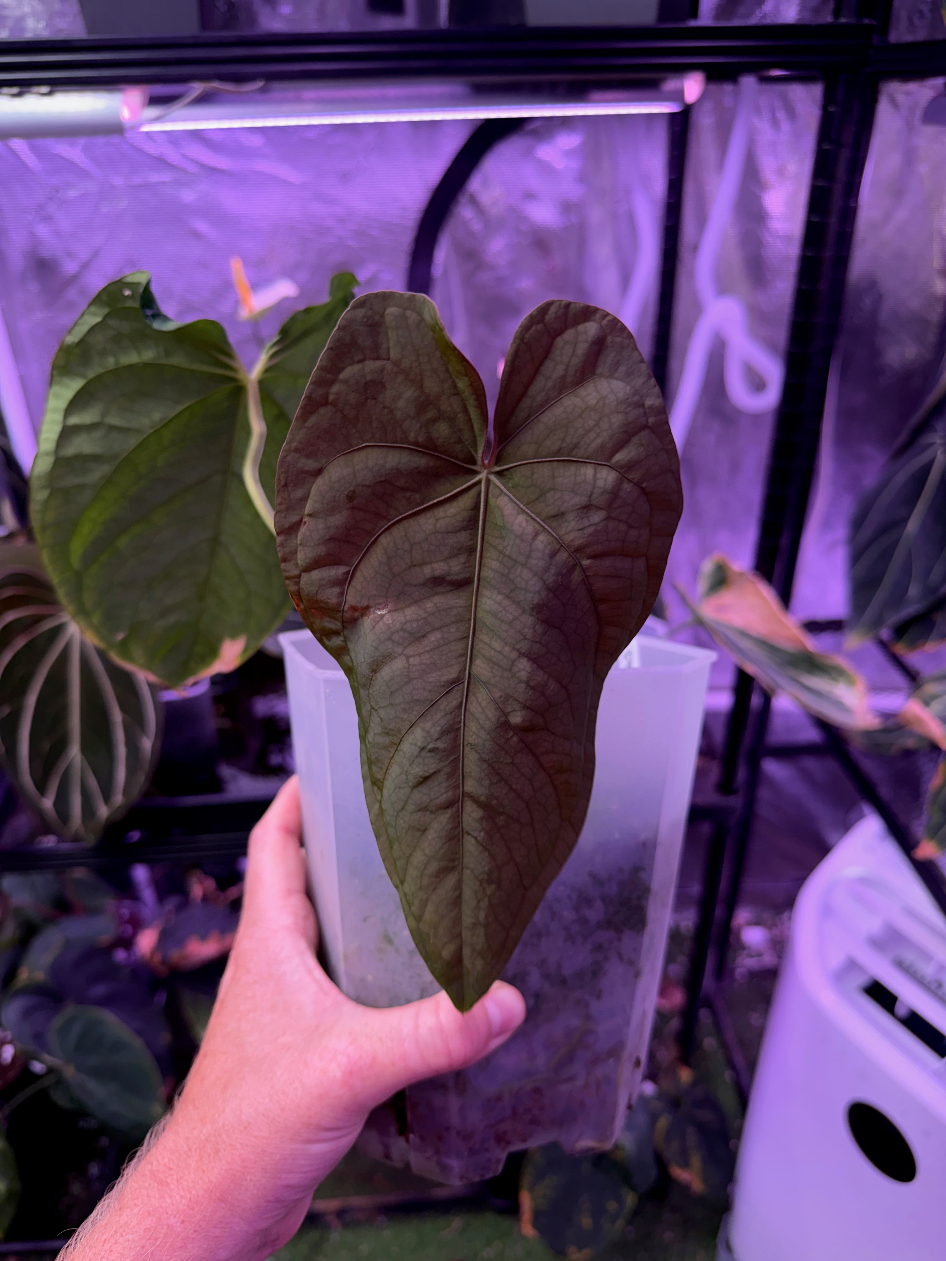 PanaMama 2.0 Prop